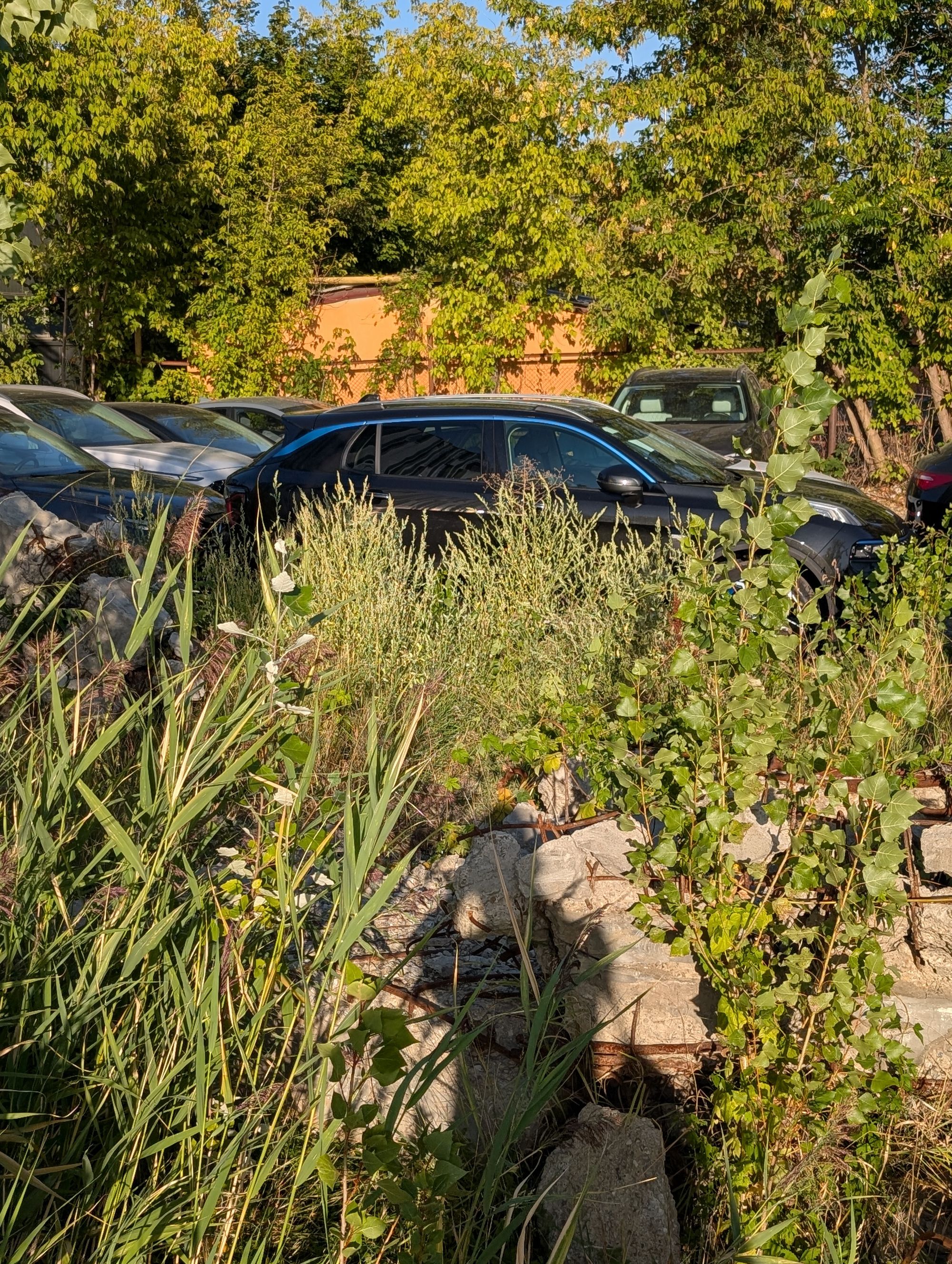 Ambrozie in DN24, Iași, Municipiu Iaşi, Județul Iași - PXL_20250829_152054253.jpg
