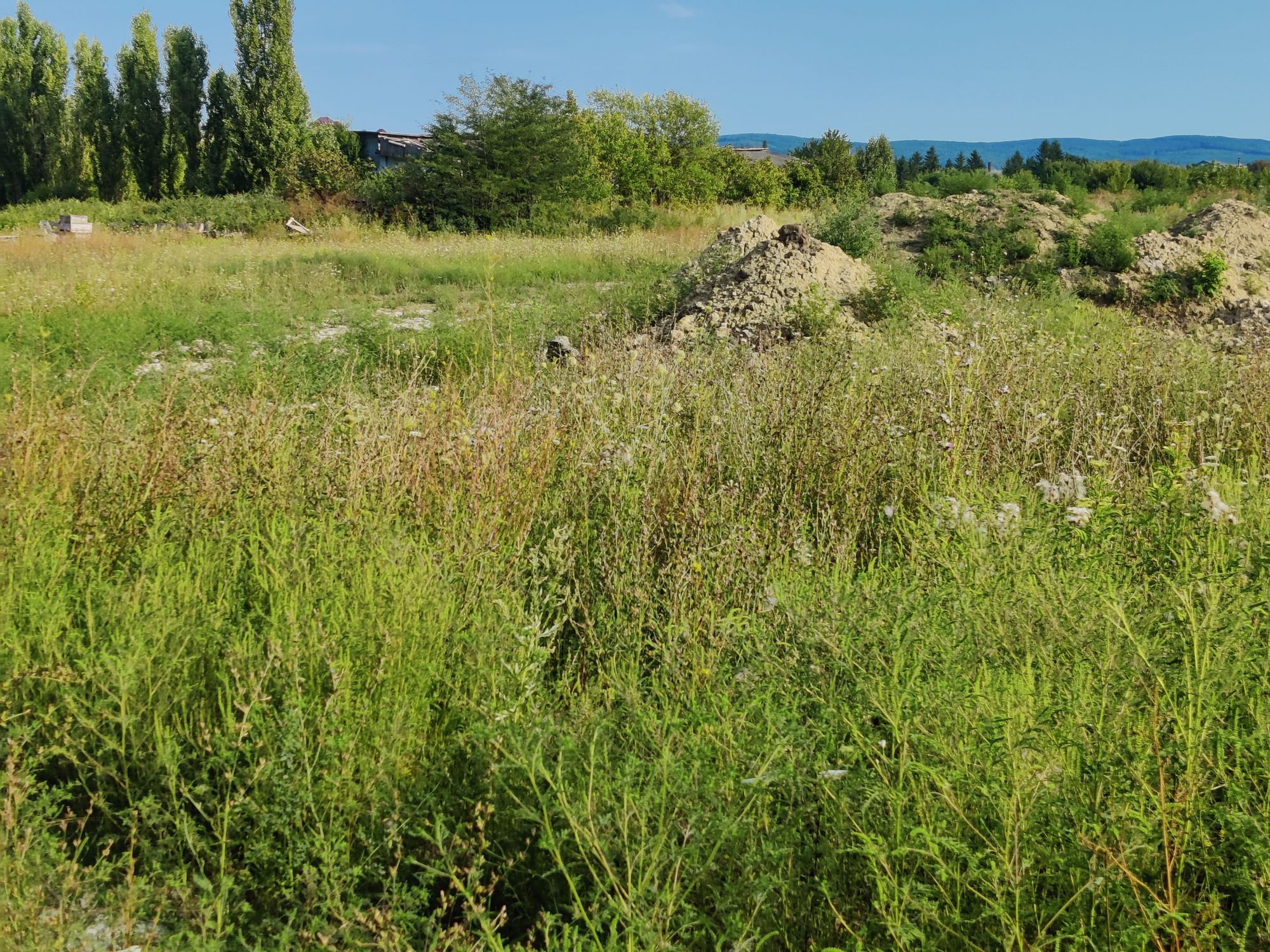 Ambrozie in Strada Moldovei, Lunca Cetățuii, Comuna Ciurea, Județul Iași