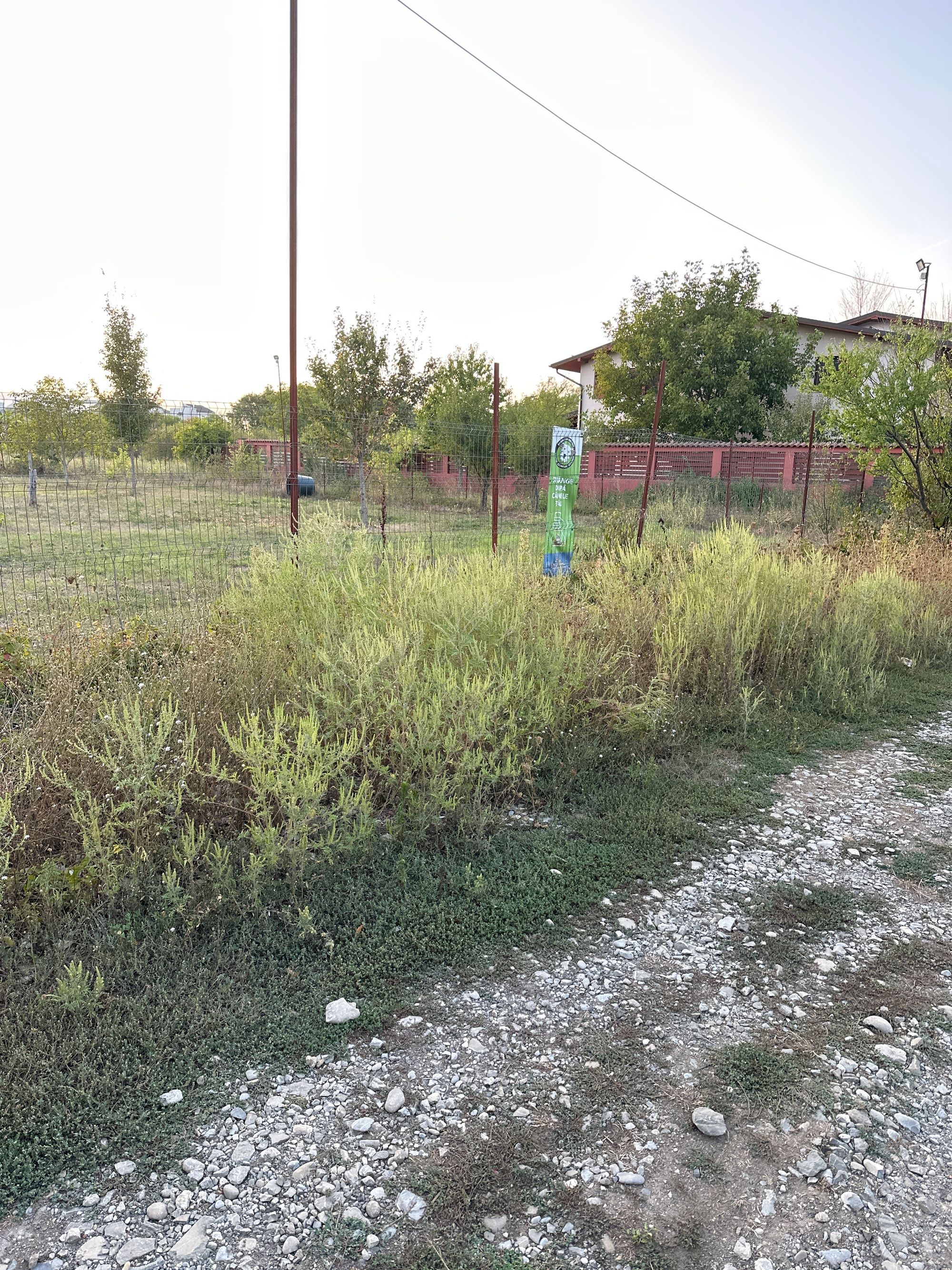 Ambrozie in București, Municipiul București - image.jpg