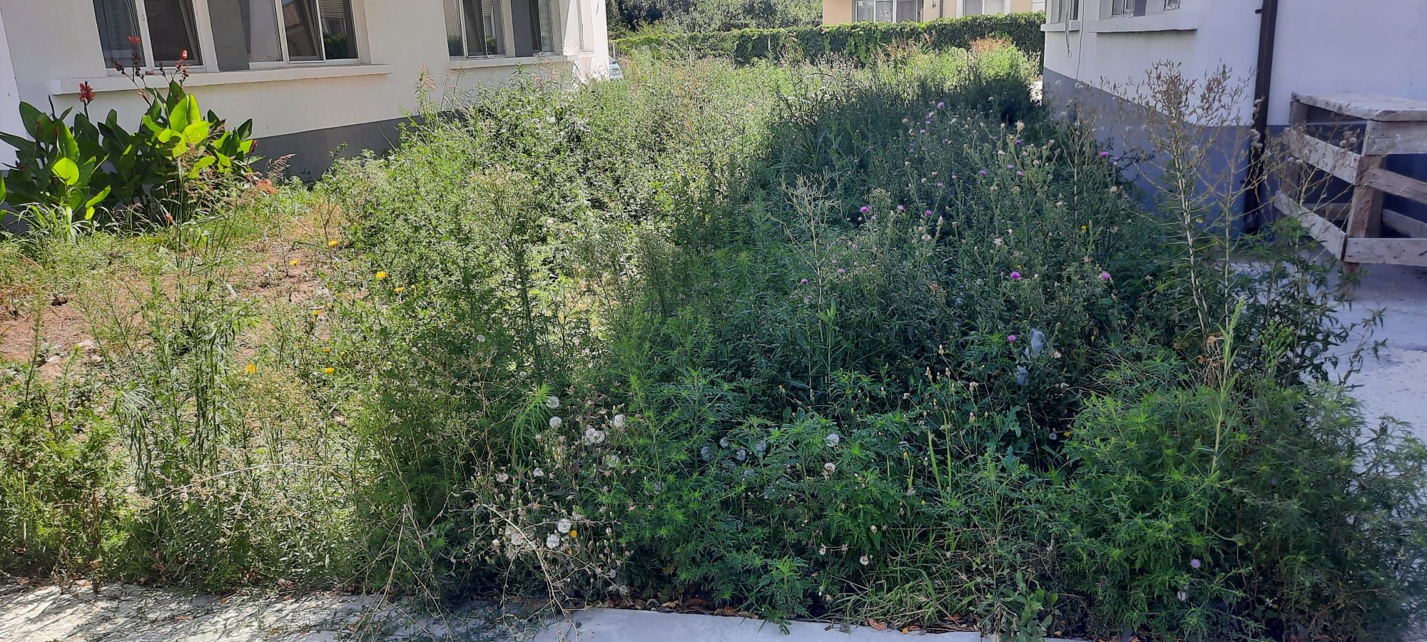 Ambrozie in Strada Calafatului 38, Constanța, Municipiul Constanța, Județul Constanța - amb2.jpg