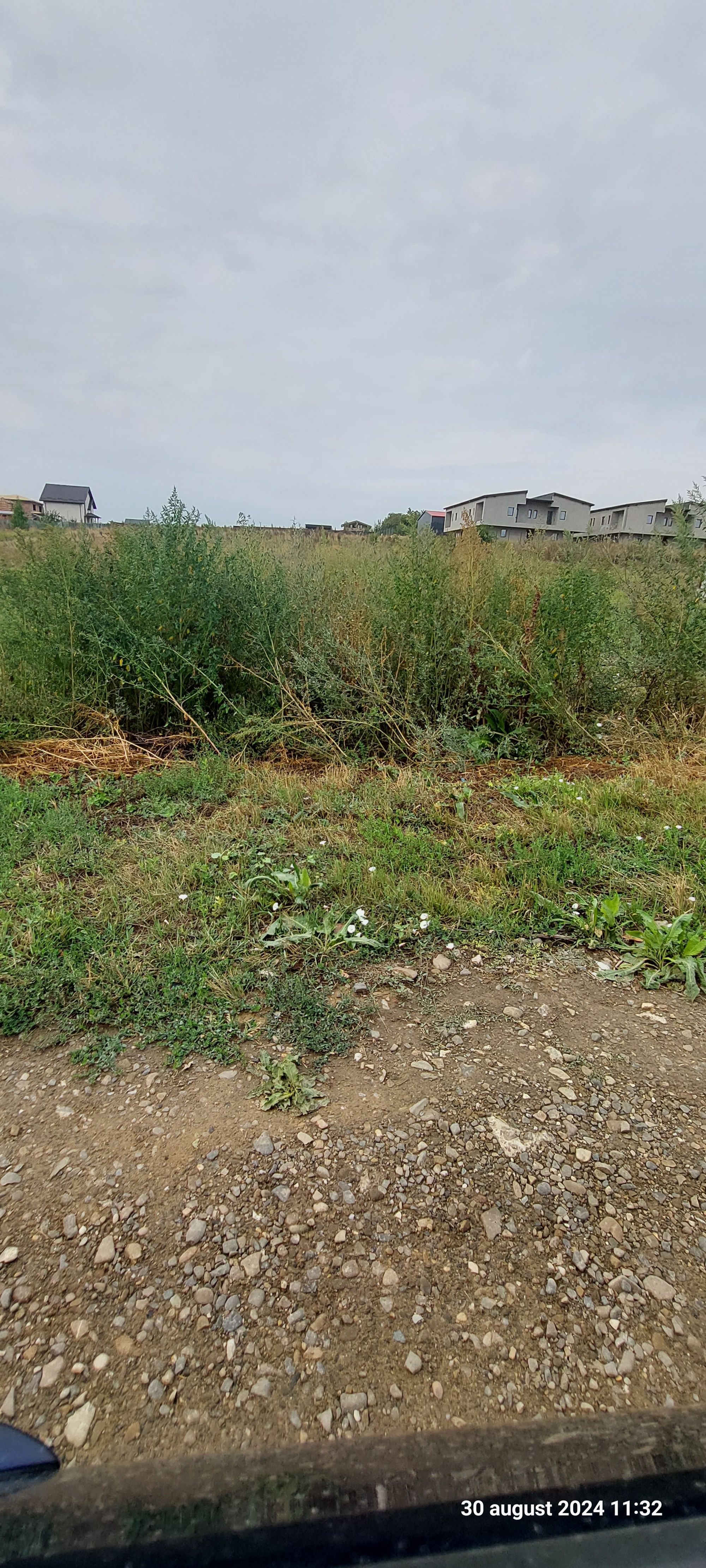 Ambrozie in Str. George Topârceanu 6, Miroslava, Comuna Miroslava, Județul Iași - inbound3999169257630338507.jpg