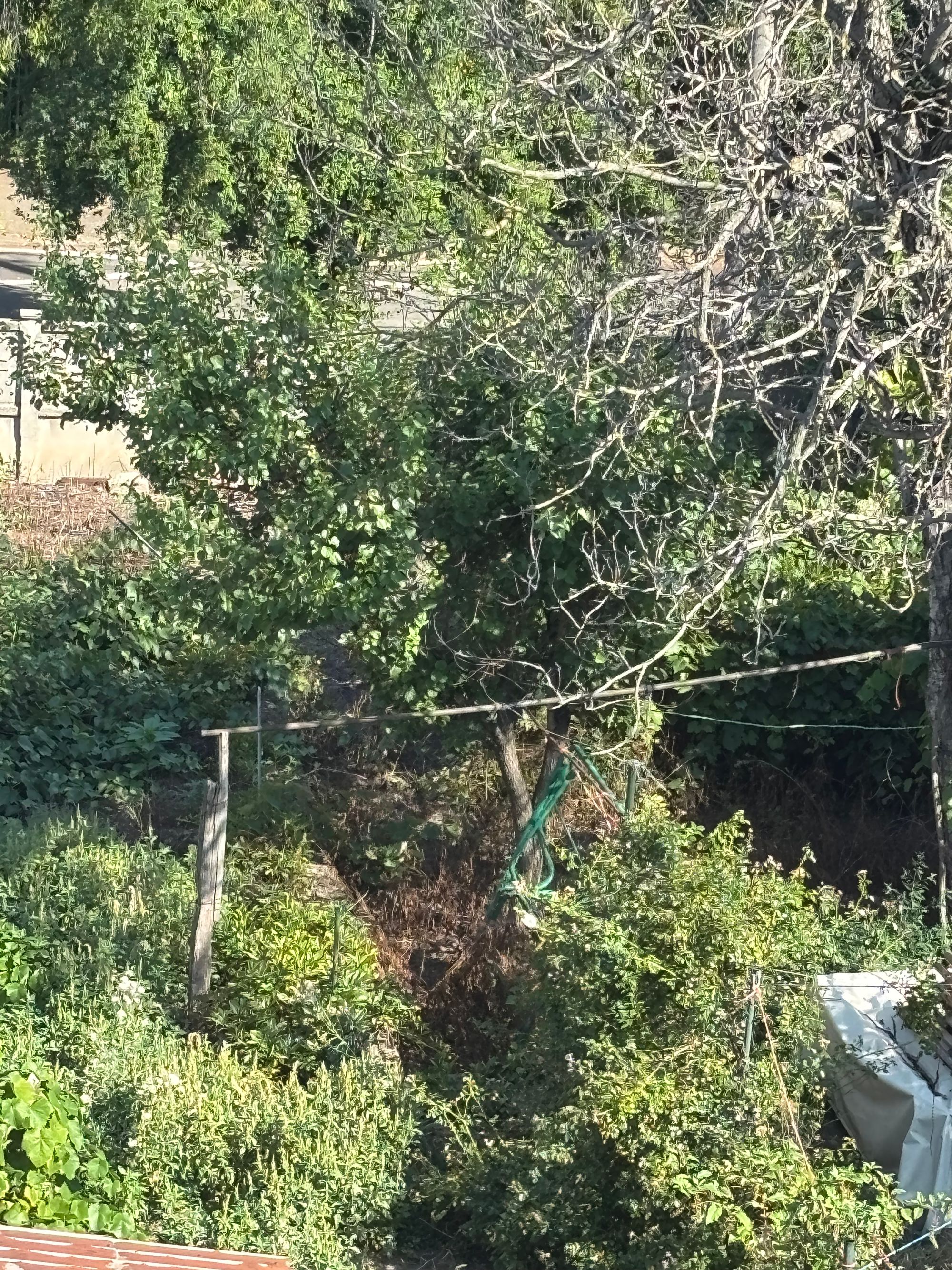 Ambrozie in Strada Alexandru Lăpușneanu 72, București, Municipiul București
