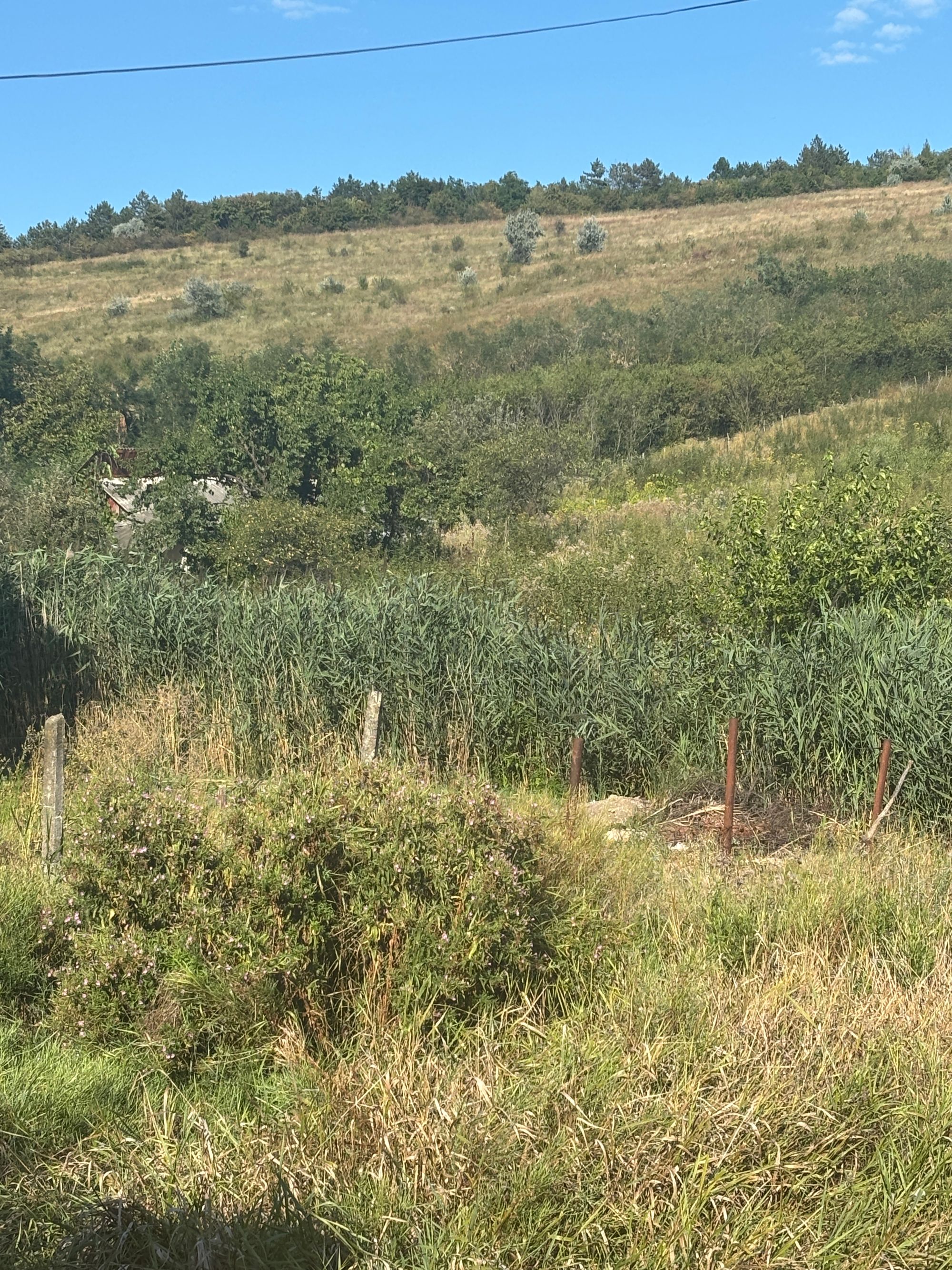 Ambrozie in Strada Șoimilor 24, Rediu, Comuna Rediu, Județul Iași