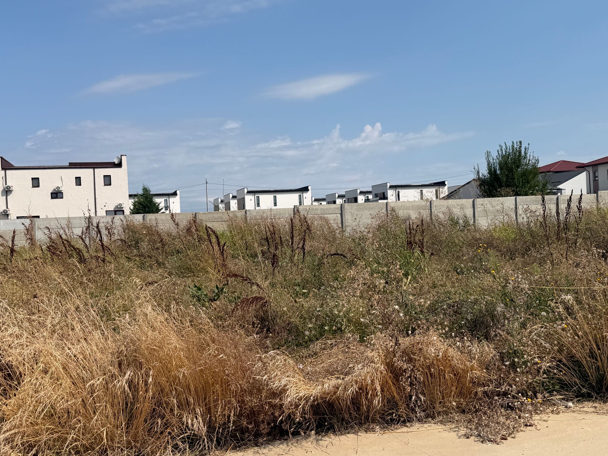 Ambrozie in Strada Petuniei 33, Tunari, Comuna Tunari, Județul Ilfov