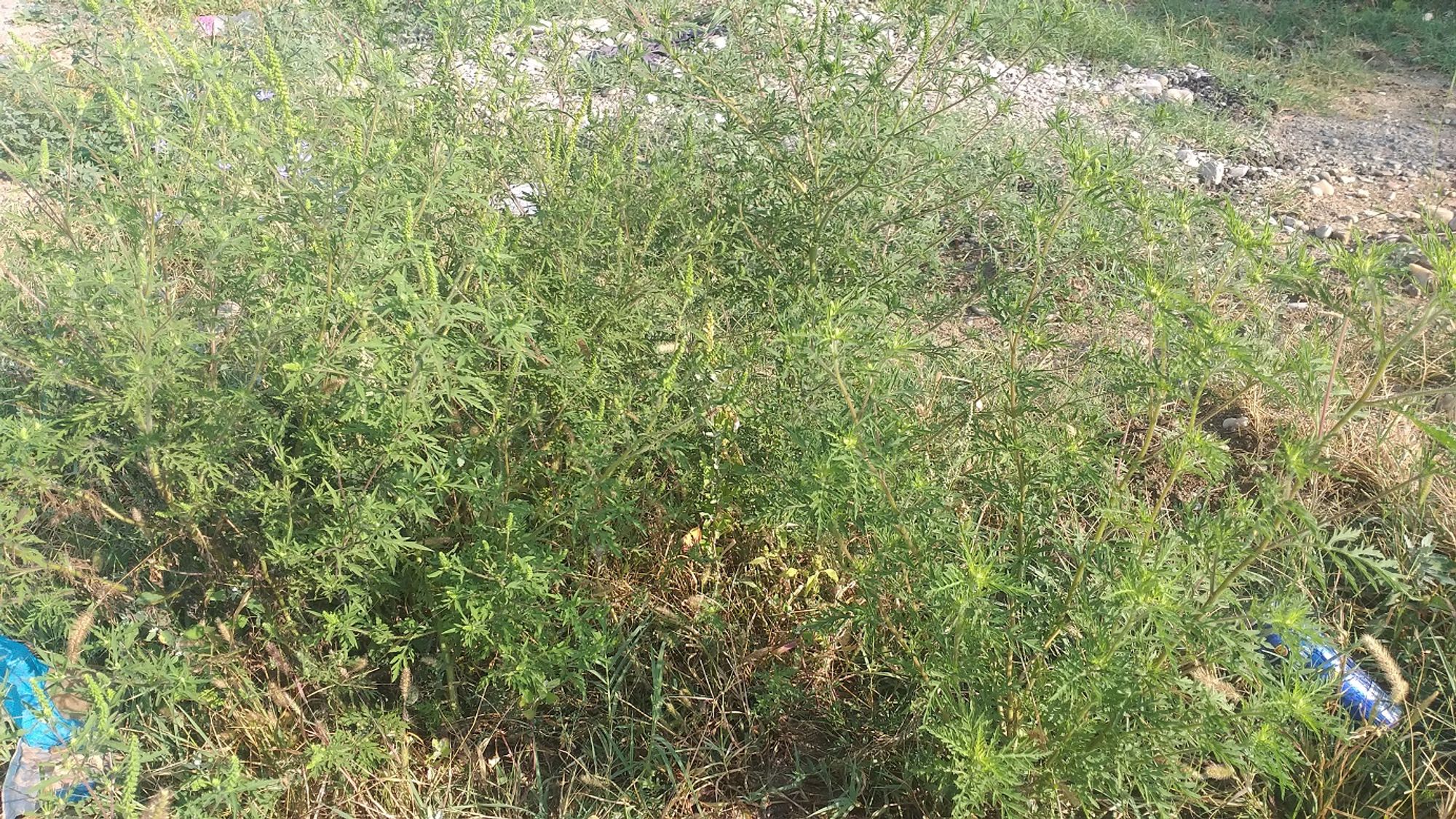 Ambrozie in Strada Crinului 41, Roșu, Comuna Chiajna, Județul Ilfov - 20230825_092818.jpg