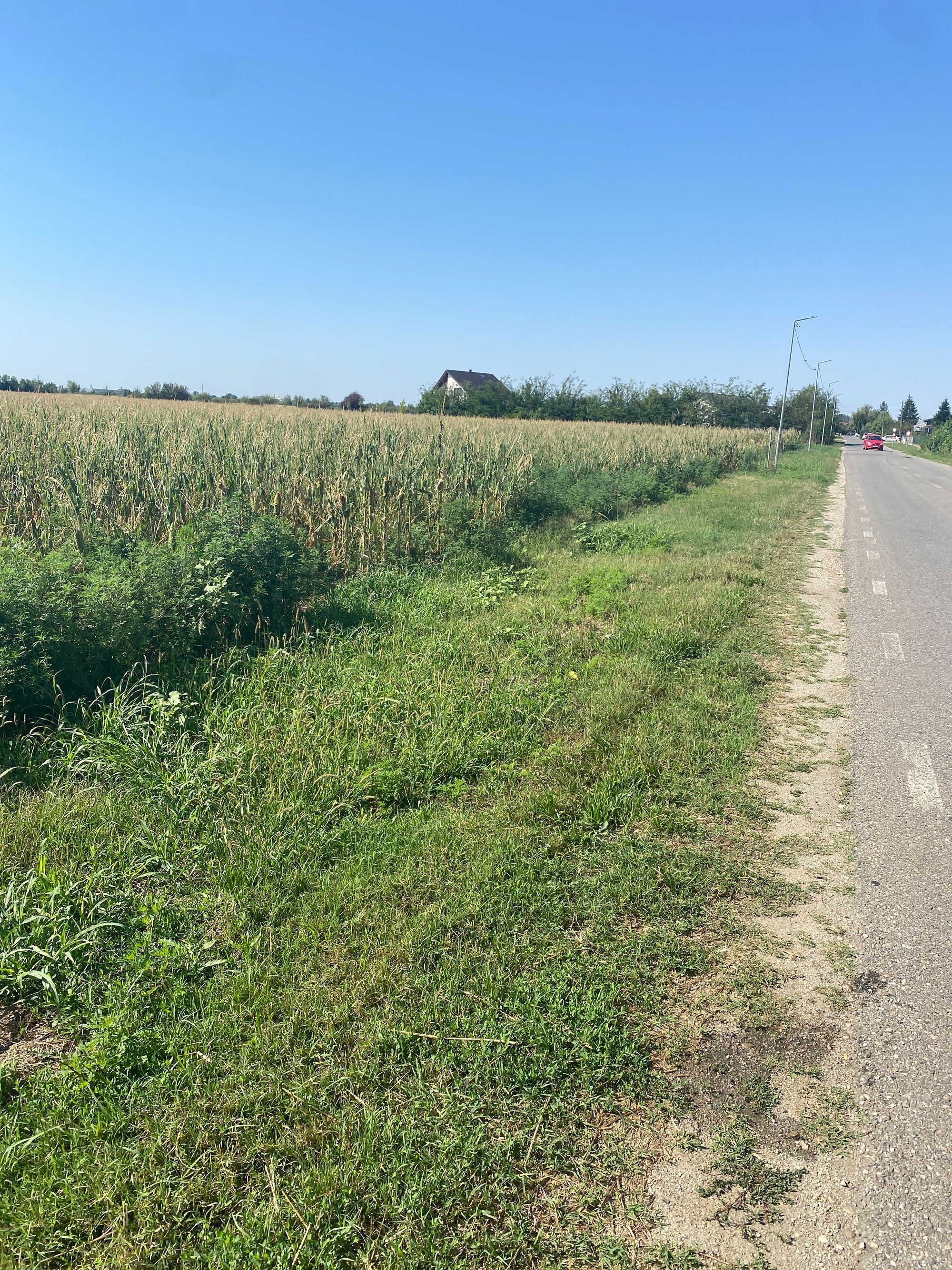 Ambrozie in Palanca, Comună Floreşti-stoeneşti, Județul Giurgiu