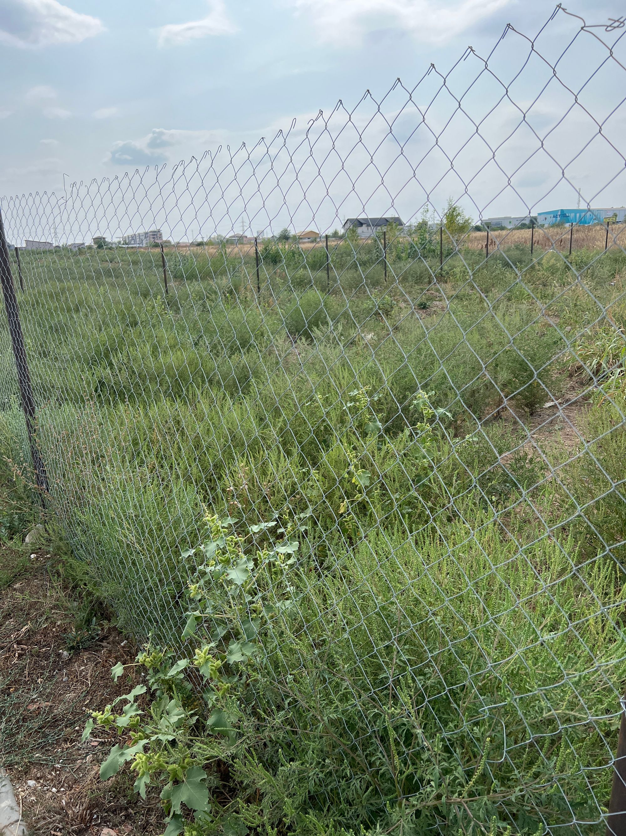 Ambrozie in Chiajna, Ilfov County - image.jpg