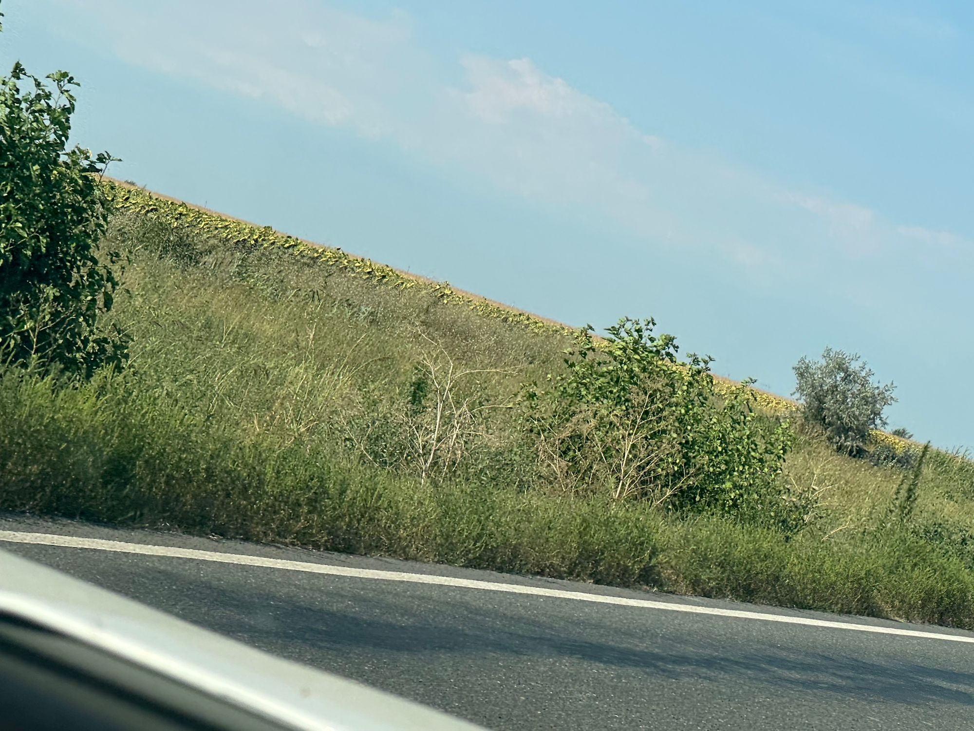 Ambrozie in DN21, Județul Brăila