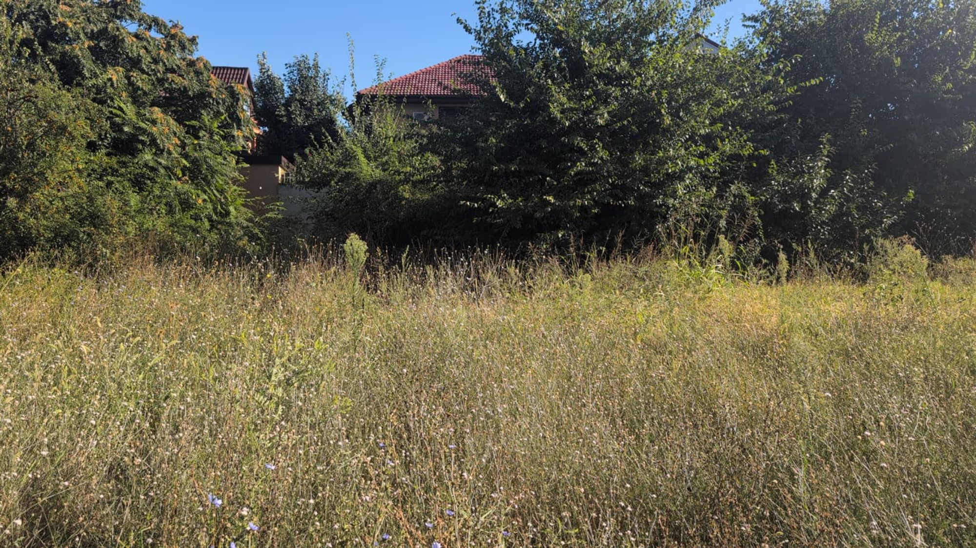 Ambrozie marcată de Gabriela U în Drumul Bacriului 45, București, Municipiul București