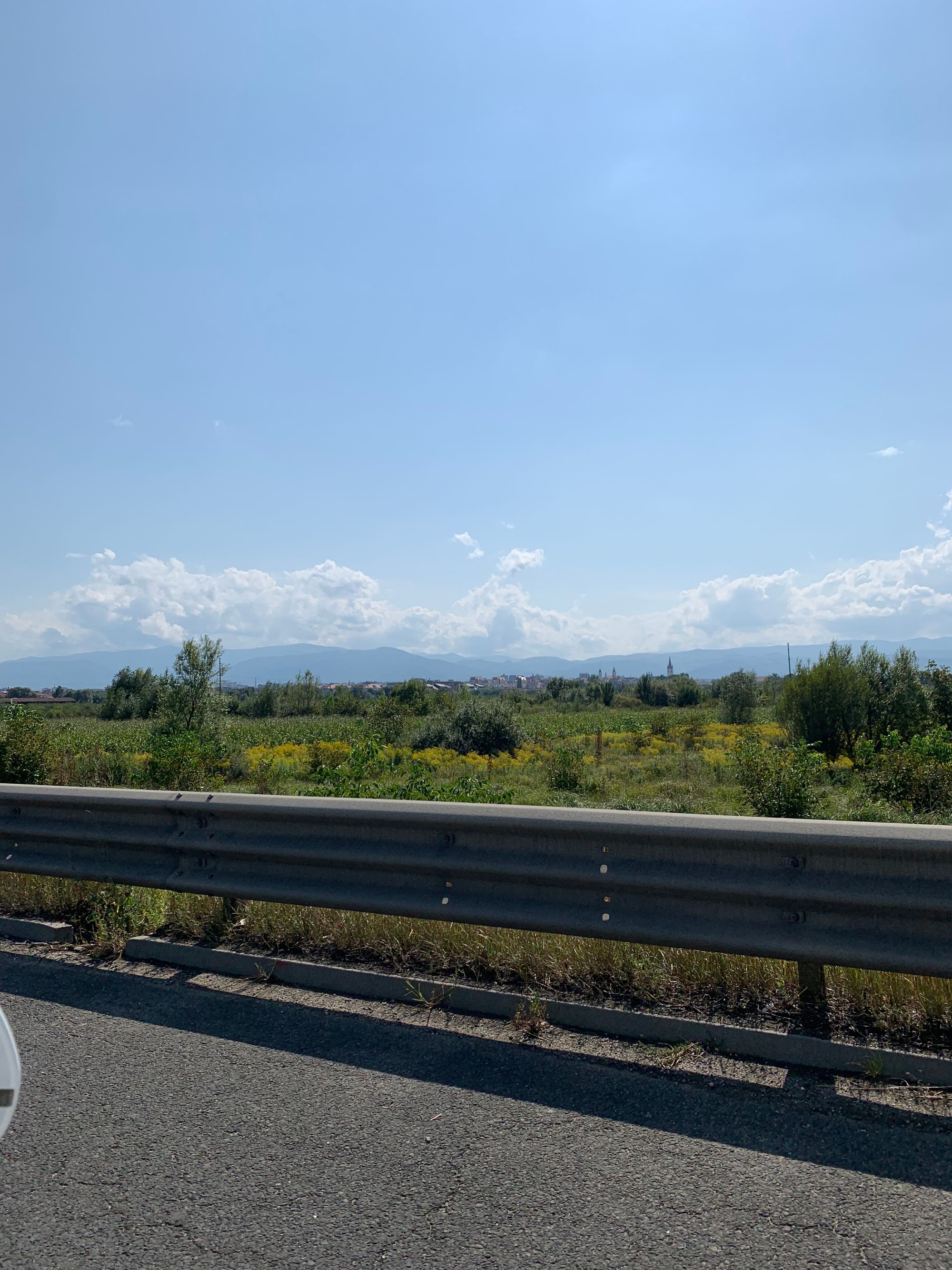 Ambrozie in Strada Sergiu Celibidache 1, Sibiu, Municipiul Sibiu, Județul Sibiu - 3071412B-603F-4B03-BFF3-6D26C60C6FC0.jpeg