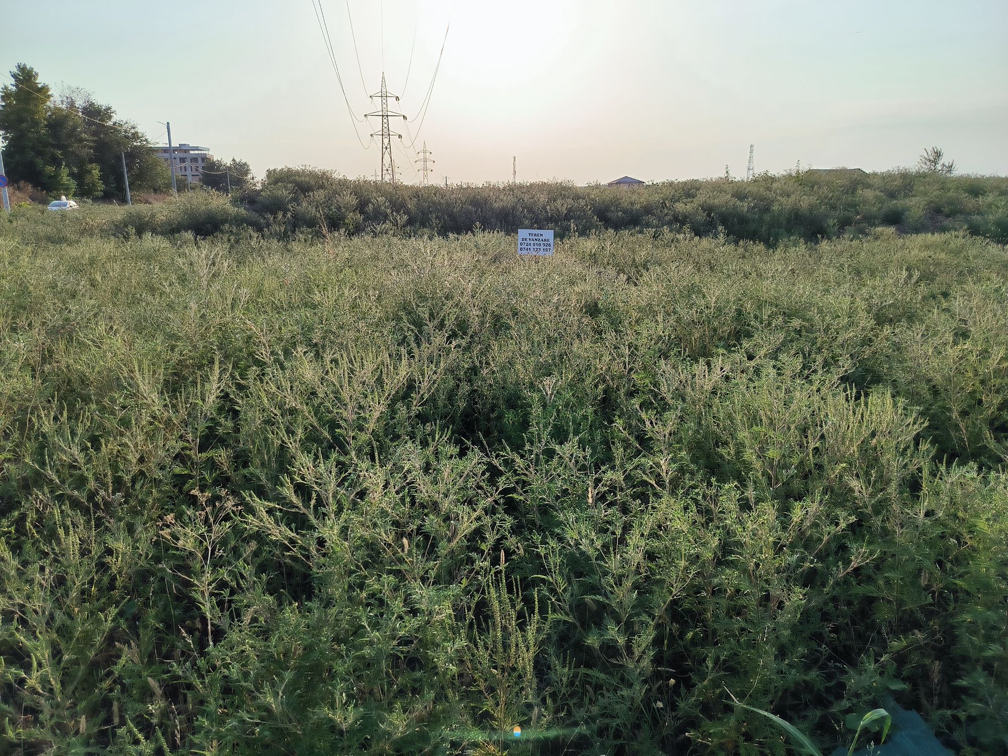 Ambrozie in Strada Sergent Ilie Petre 84, Comuna Chiajna, Județul Ilfov - IMG_20230815_185242.jpg