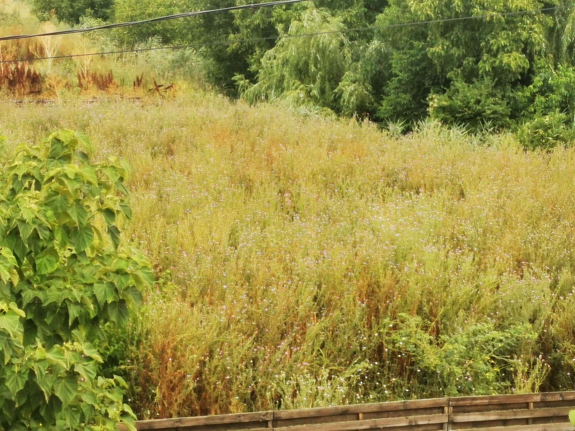 Ambrozie in Strada Paris 23, Tunari, Comuna Tunari, Județul Ilfov - IMG_20250729_090605.jpg