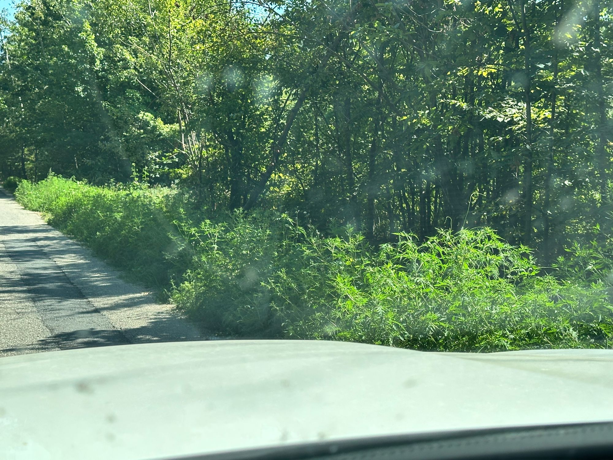 Ambrozie in DJ703E, Ciocănăi, Comuna Moșoaia, Județul Argeș - IMG_9683.jpeg