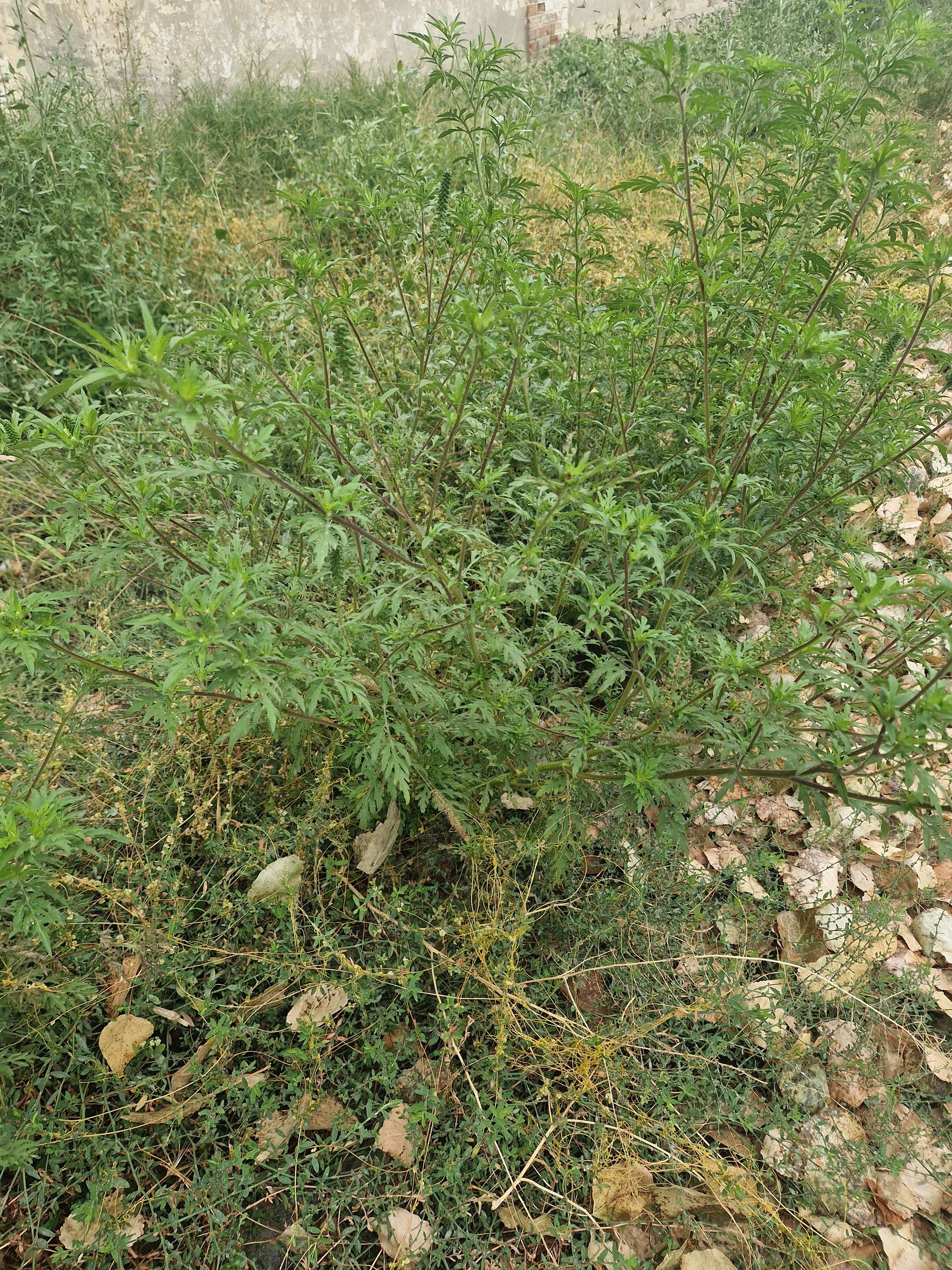 Ambrozie in Strada Carantinei 4A, Brăila, Municipiu Brăila, Județul Brăila - 20250820_075055.jpg