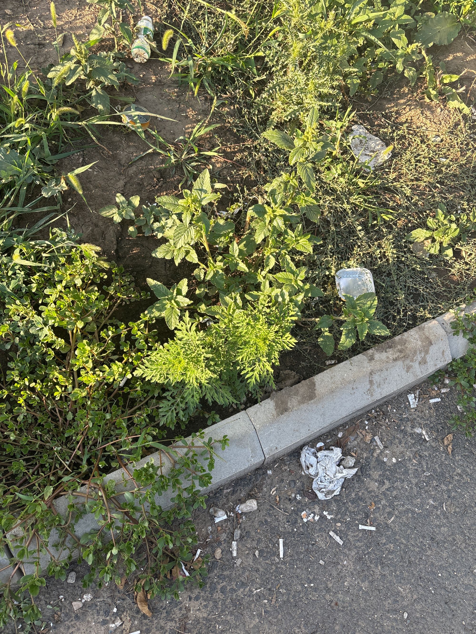 Ambrozie in Strada Podul Giurgiului 12, București, Municipiul București