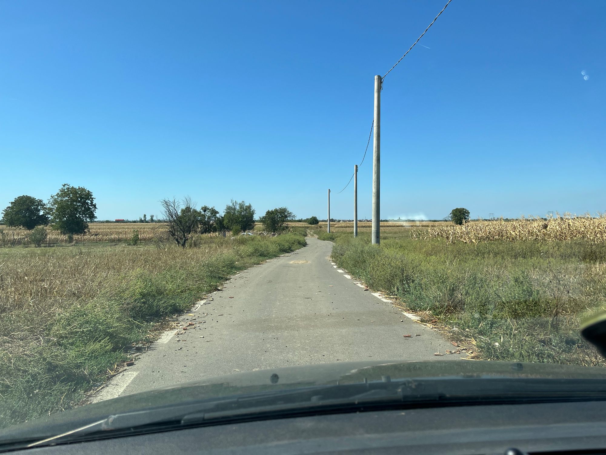 Ambrozie in DJ601 16, Mihai Vodă, Comună Bolintin-deal, Județul Giurgiu - IMG_0647.jpeg