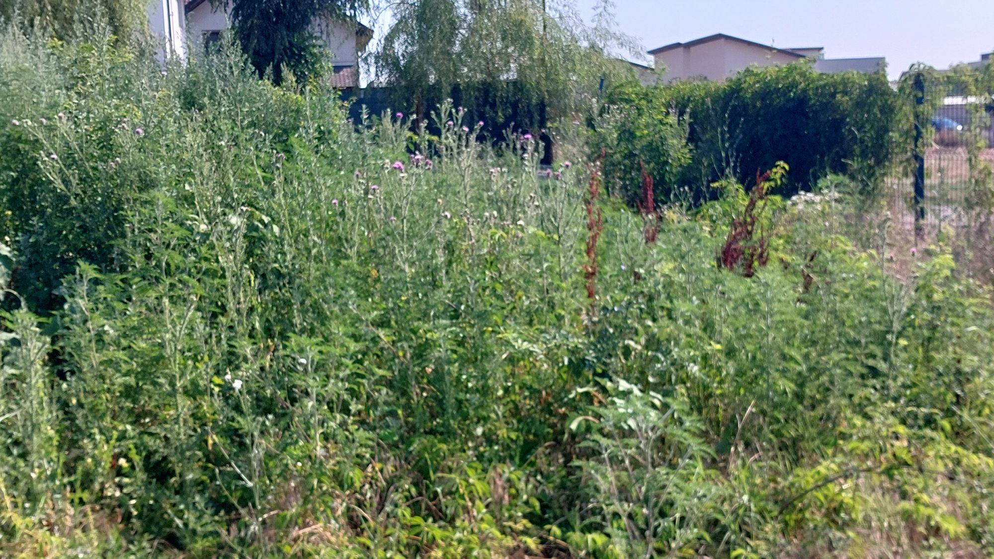 Ambrozie in Strada Boco 47, București, Comuna Dobroești, Județul Ilfov - IMG-20250707-WA0012.jpeg