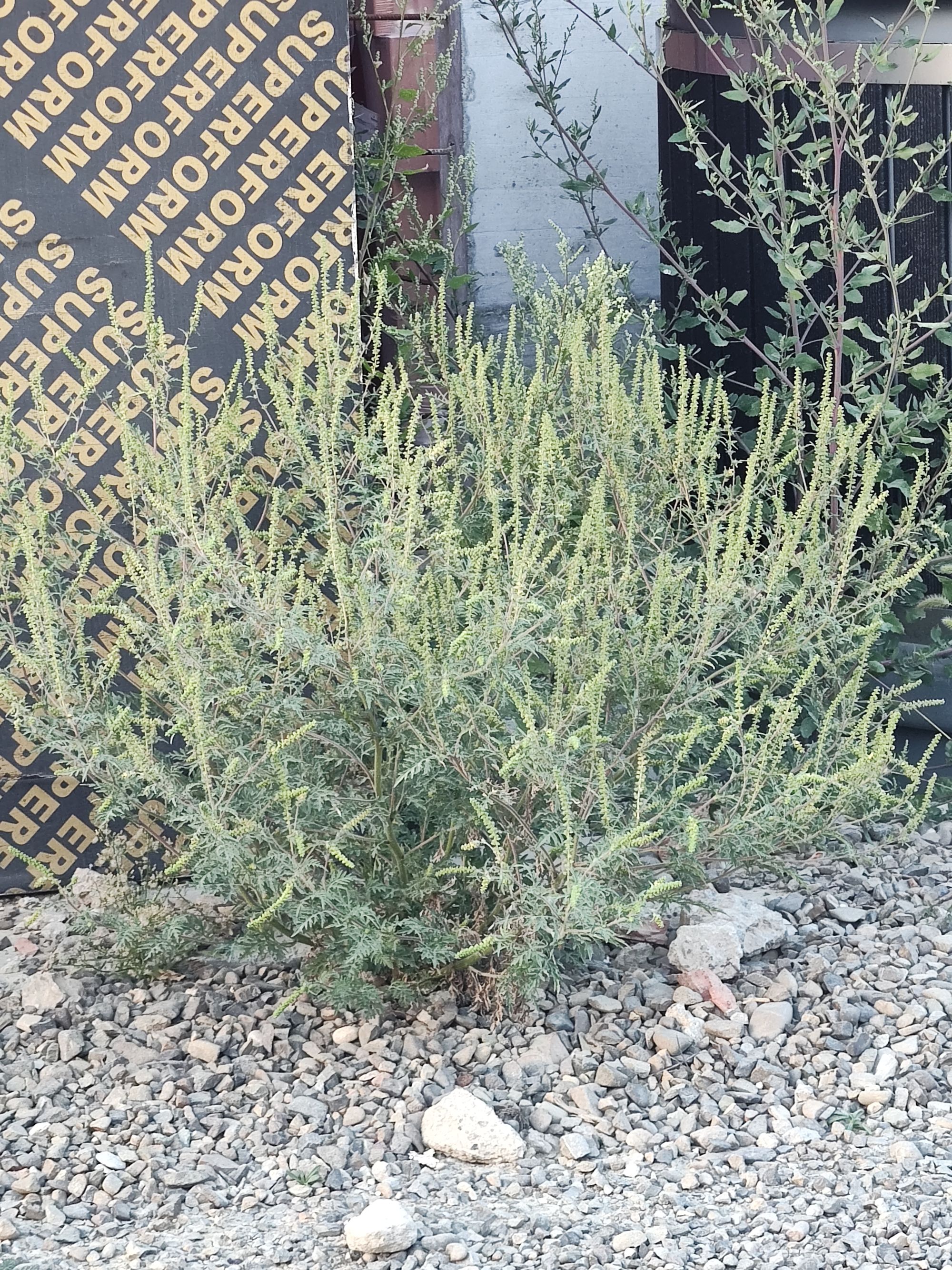 Ambrozie in Strada Traian Vuia 1, Suceava, Municipiu Suceava, Județul Suceava - IMG_20250908_191823441.jpg