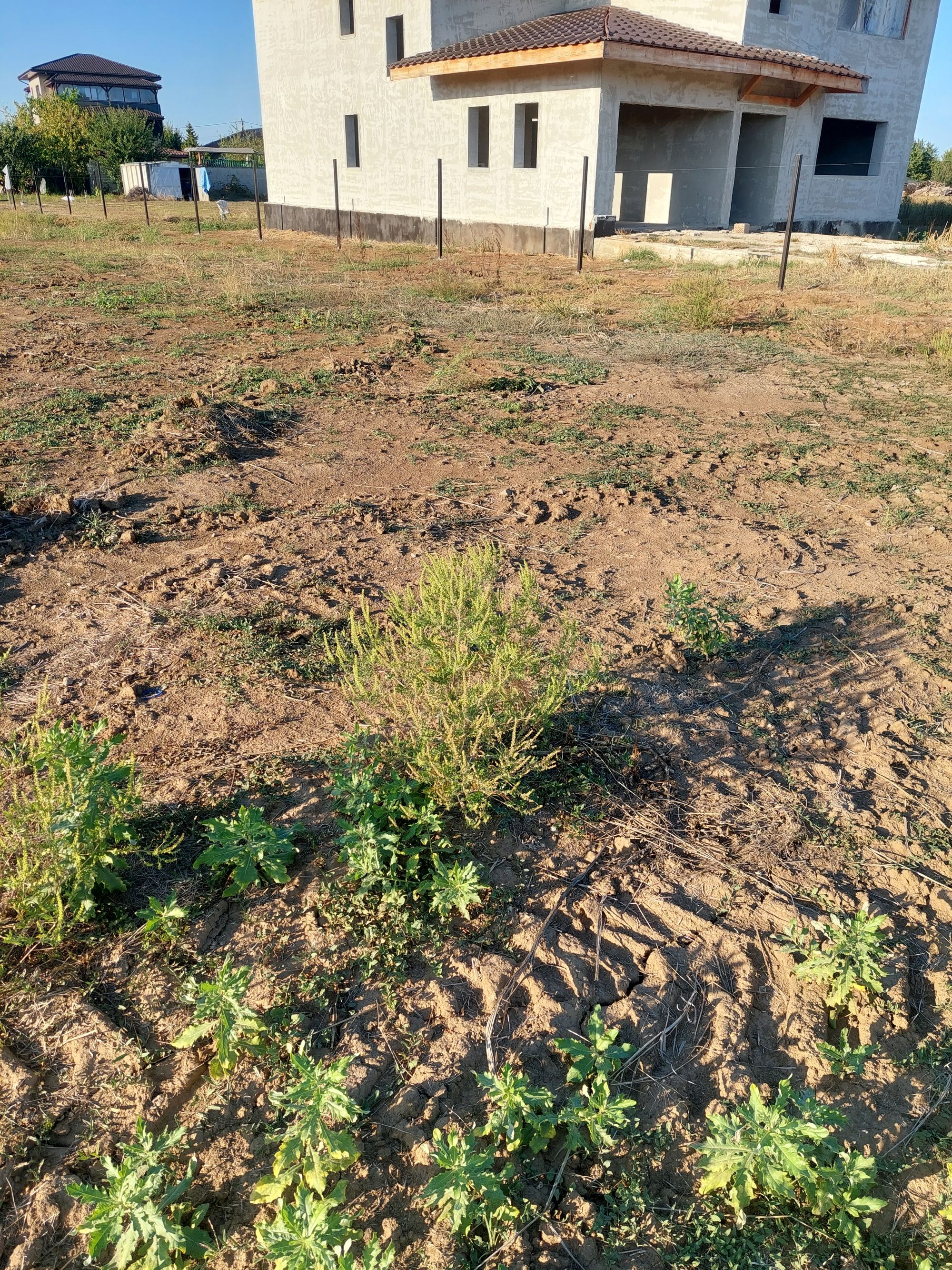 Ambrozie in Strada Vaslui 53, Ghermănești, Comuna Snagov, Județul Ilfov