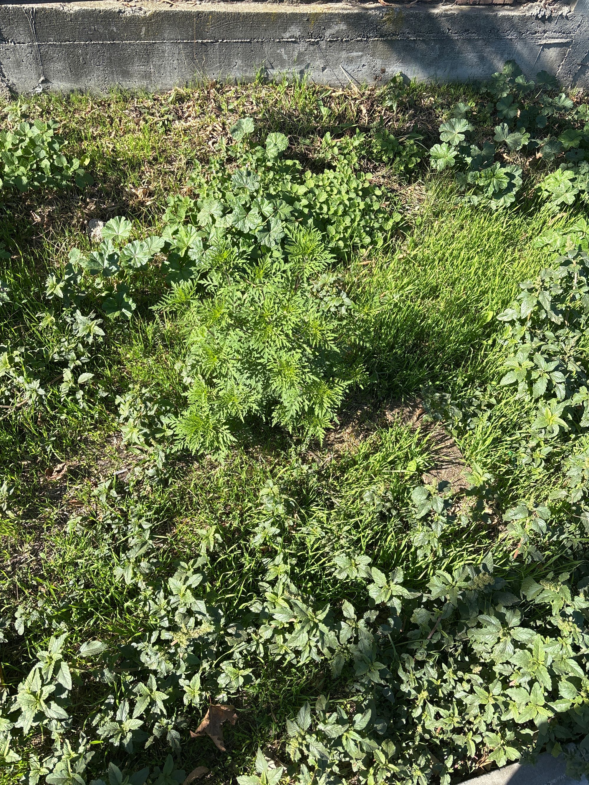 Ambrozie in Strada Iacob Andrei 23, București, Municipiul București