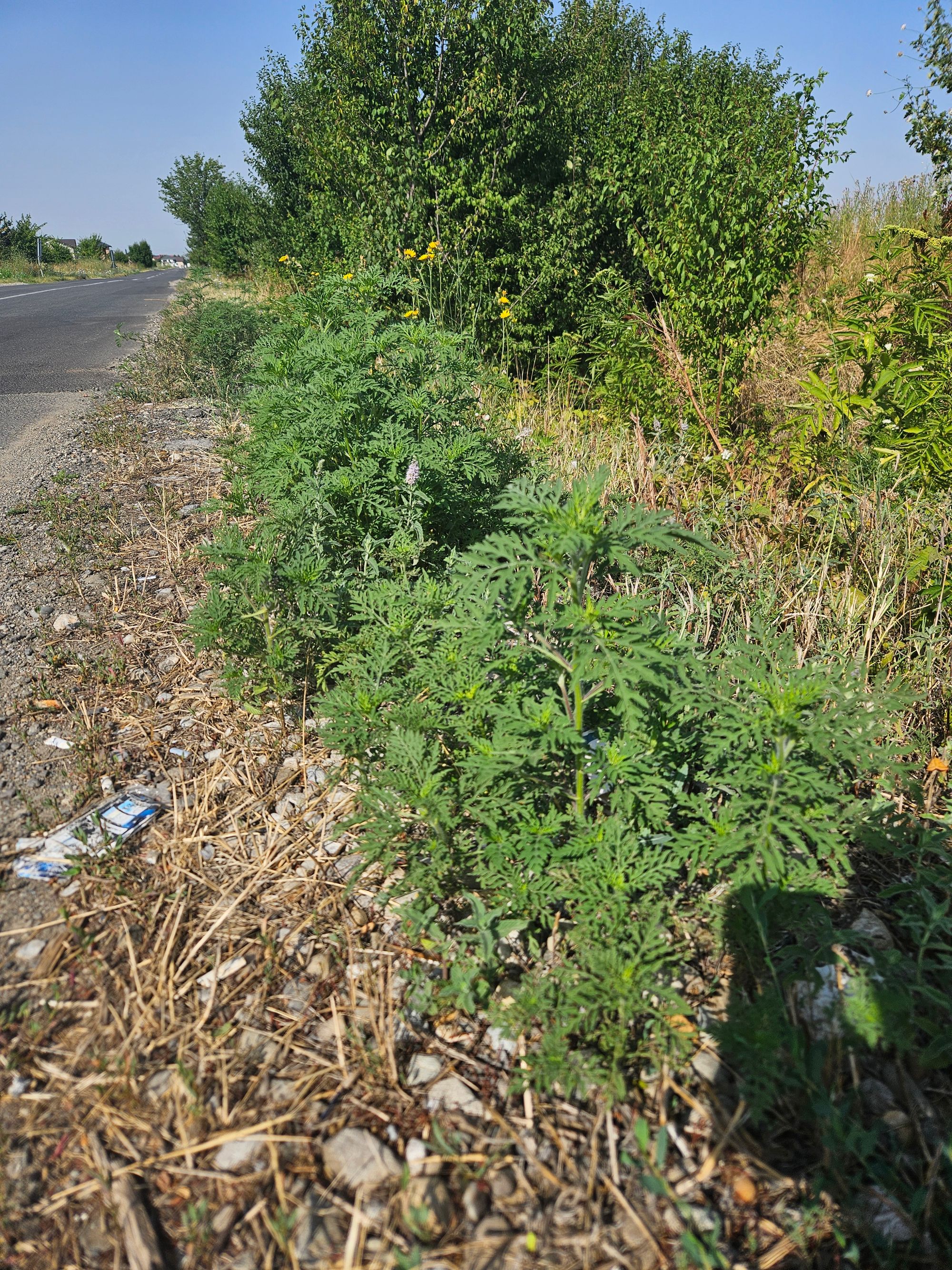 Ambrozie in Strada Samurcași 19b, Gulia, Comuna Tărtășești, Județul Dâmbovița