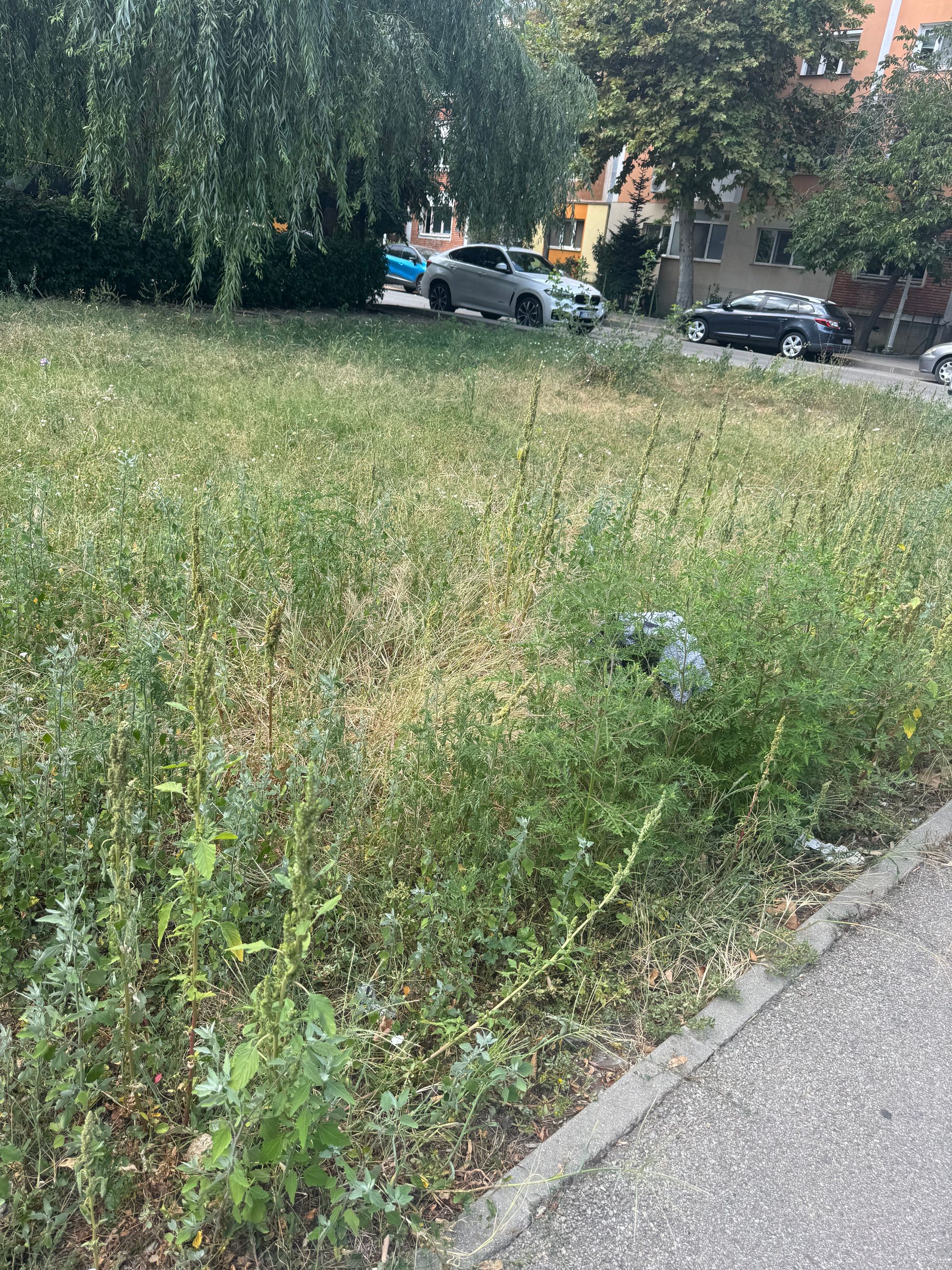 Ambrozie in Craiova, Municipiu Craiova, Județul Dolj