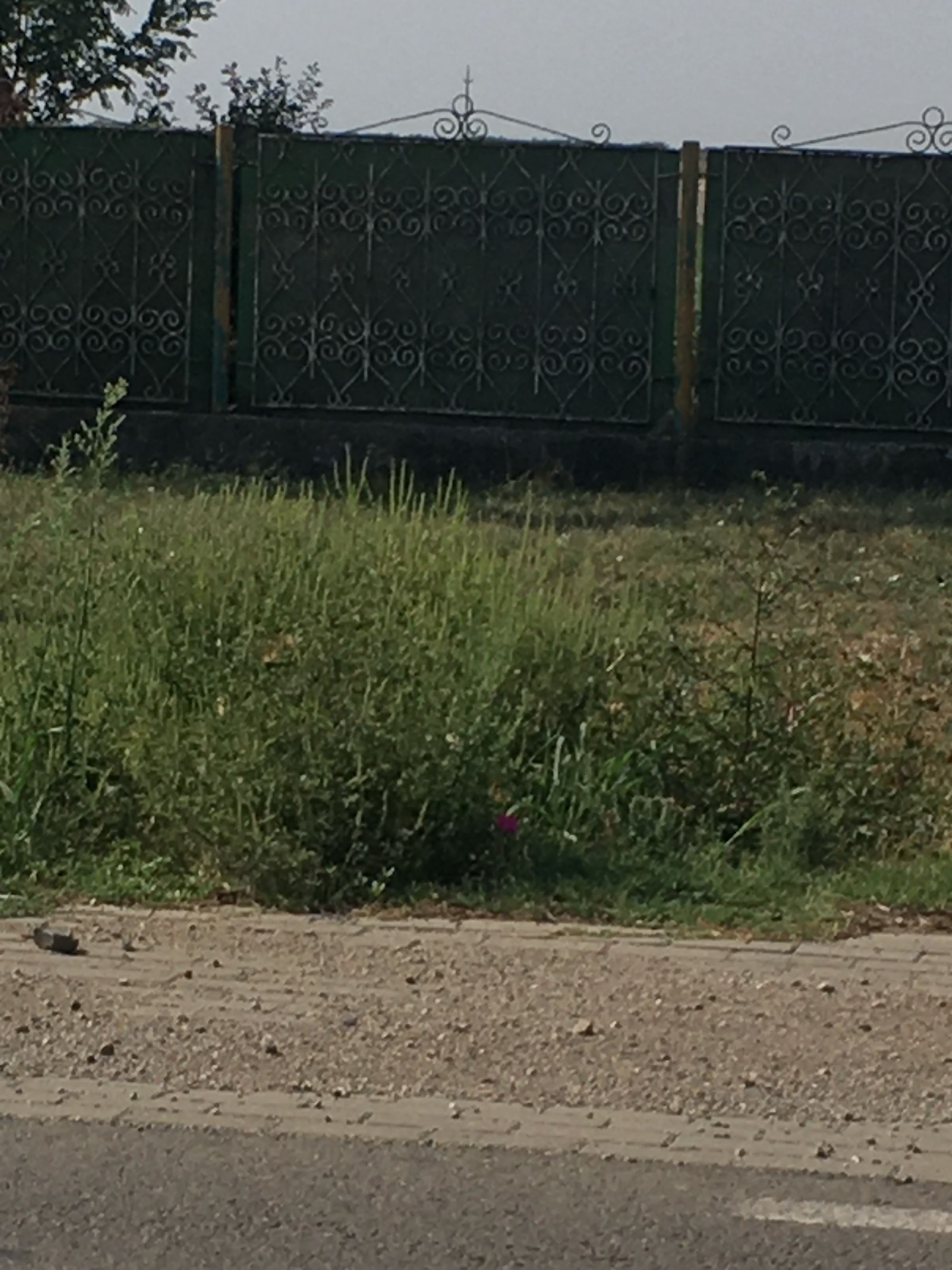 Ambrozie in DJ792, Zărand, Comuna Zărand, Județul Arad - IMG_2063.JPG
