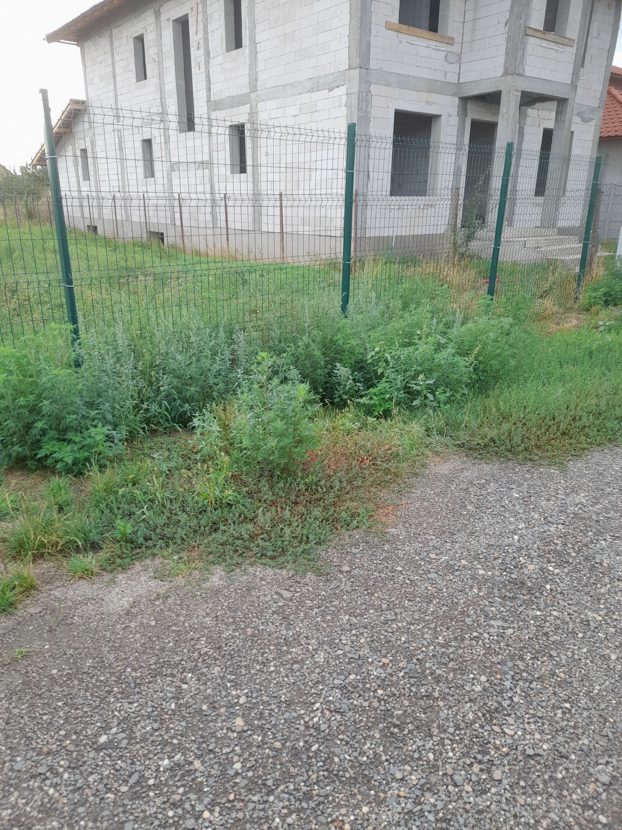 Ambrozie in Strada Rândunicii 64, Arad, Municipiu Arad, Județul Arad - 20250822_080614.jpg