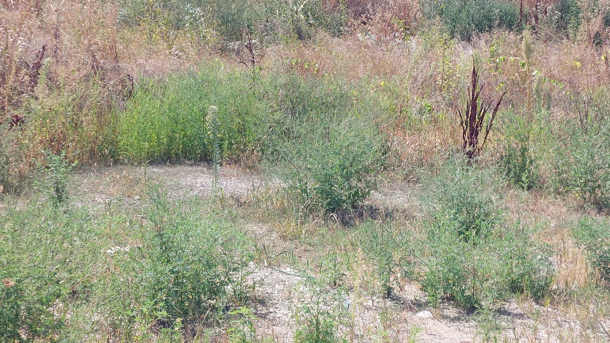 Ambrozie in Calea Unirii 63, Păuleștii Noi, Comuna Păulești, Județul Prahova - 20250828_140132.jpg