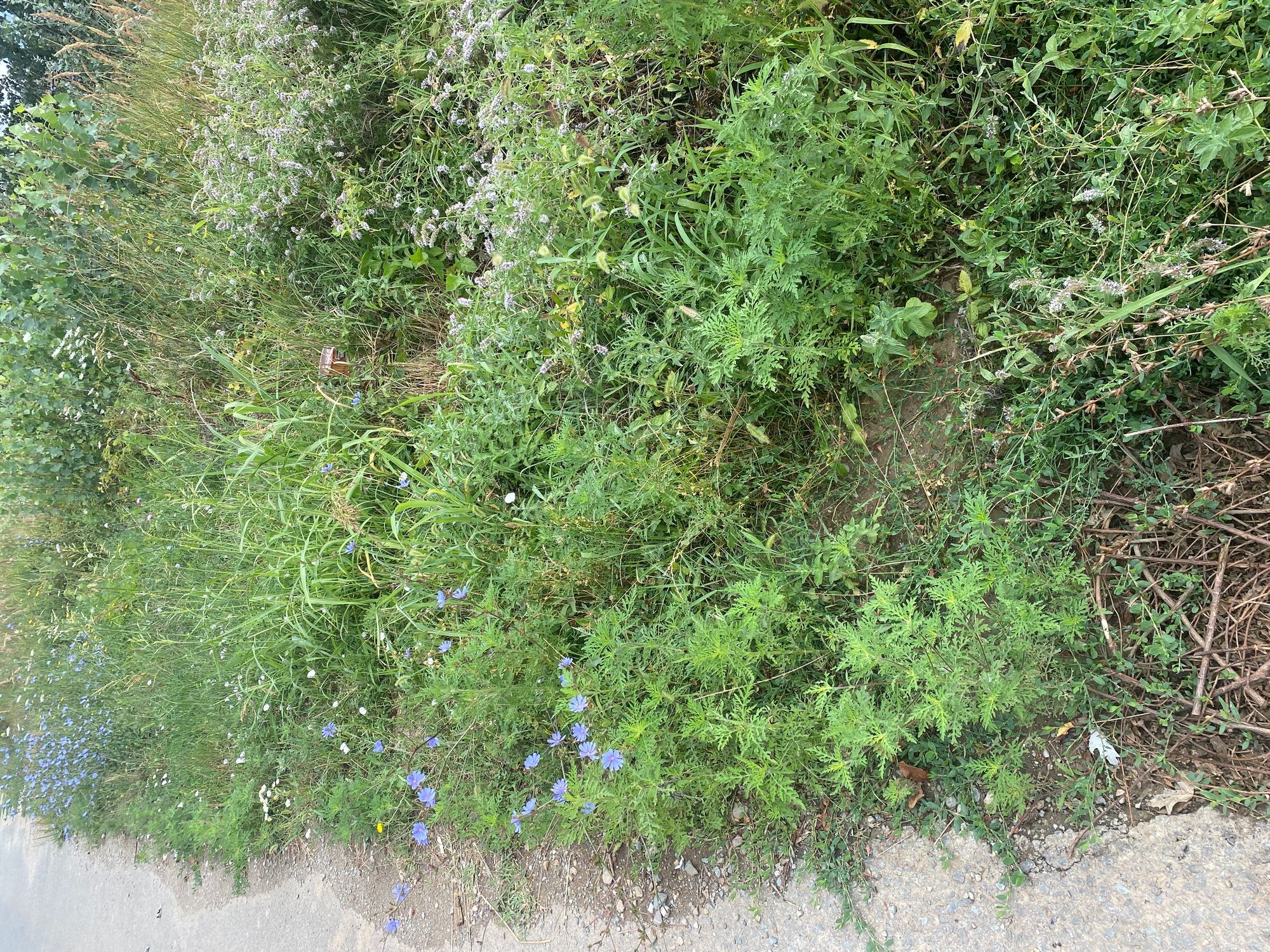 Ambrozie in Ostratu, Corbeanca, Ilfov County - 74717389-BB0A-4197-8BA1-B01C7F0876F3.jpeg