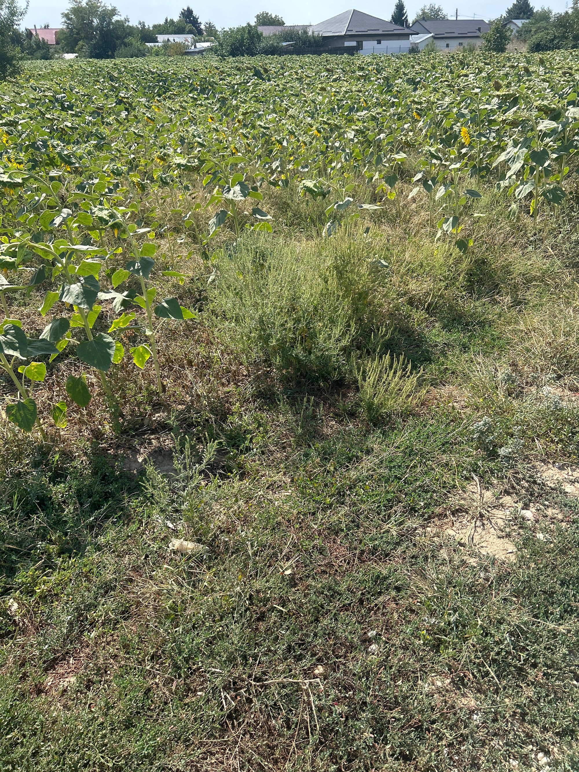 Ambrozie in Strada Dârzei 9b, Crevedia, Comuna Crevedia, Județul Dâmbovița - image.jpg