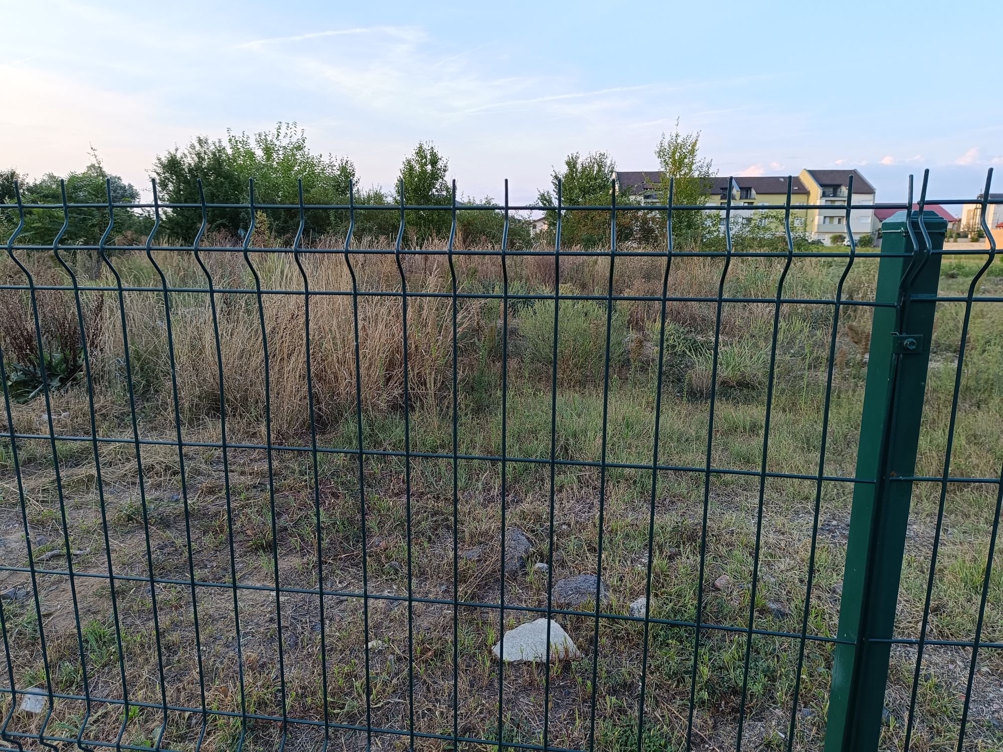 Ambrozie in Strada Rozelor 3b, Timișoara, Comuna Giroc, Județul Timiș - IMG_20250913_190219.jpg