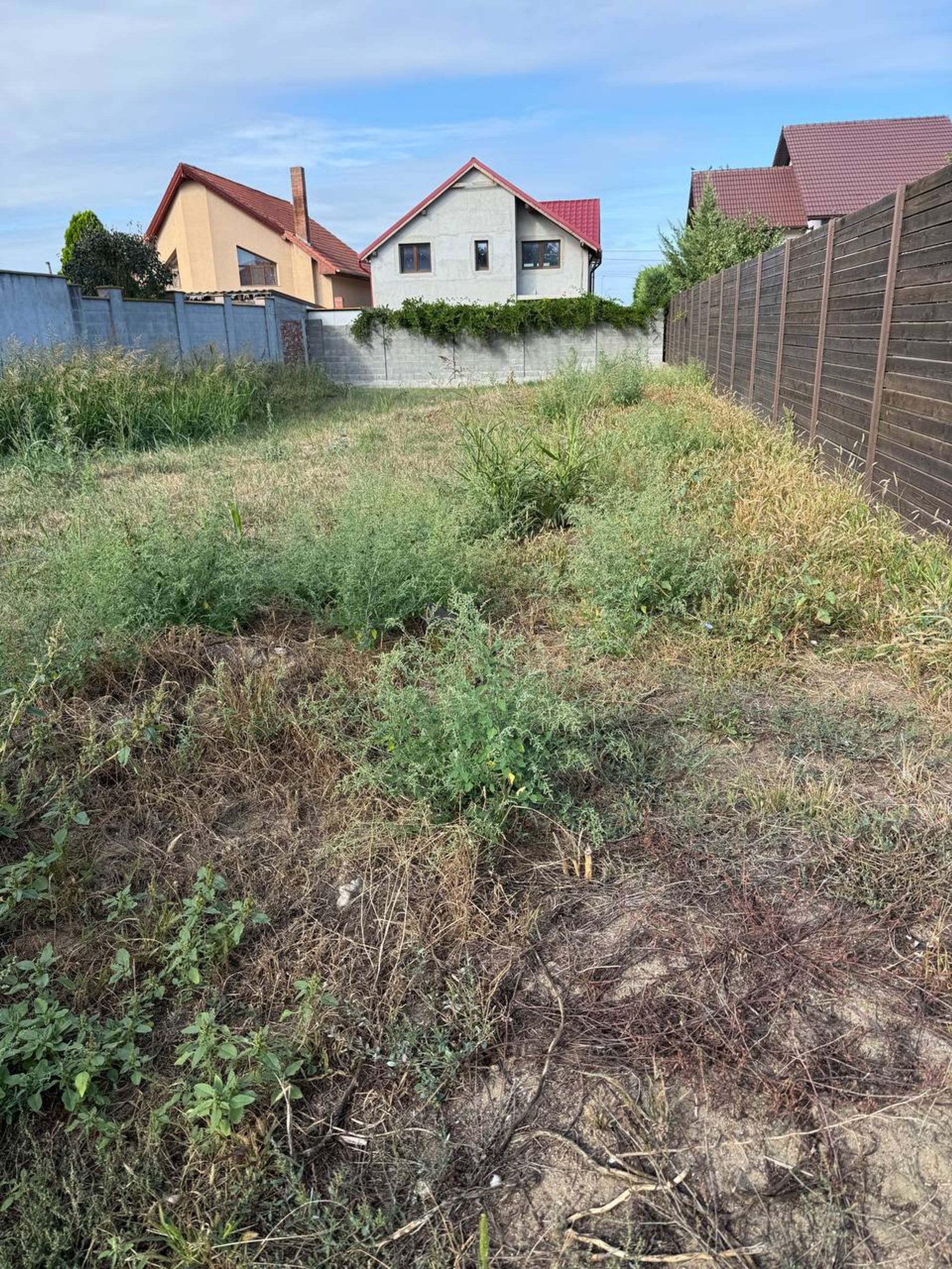 Ambrozie in Strada Armoniei 65, Arad, Municipiu Arad, Județul Arad