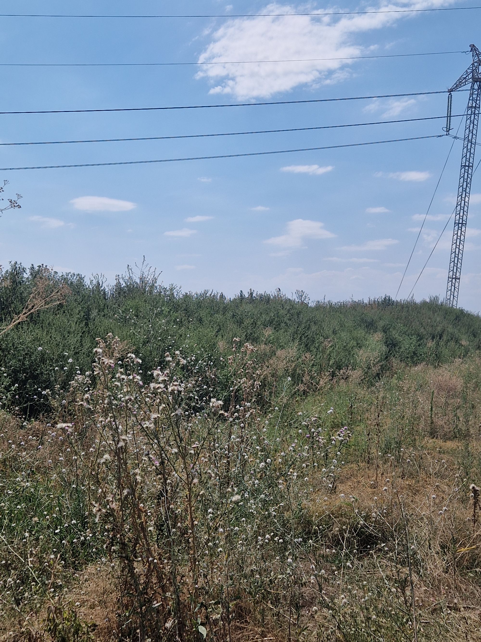 Ambrozie in Strada Ithaca 502, Bolintin-Deal, Comună Bolintin-deal, Județul Giurgiu - 20250817_132229.jpg