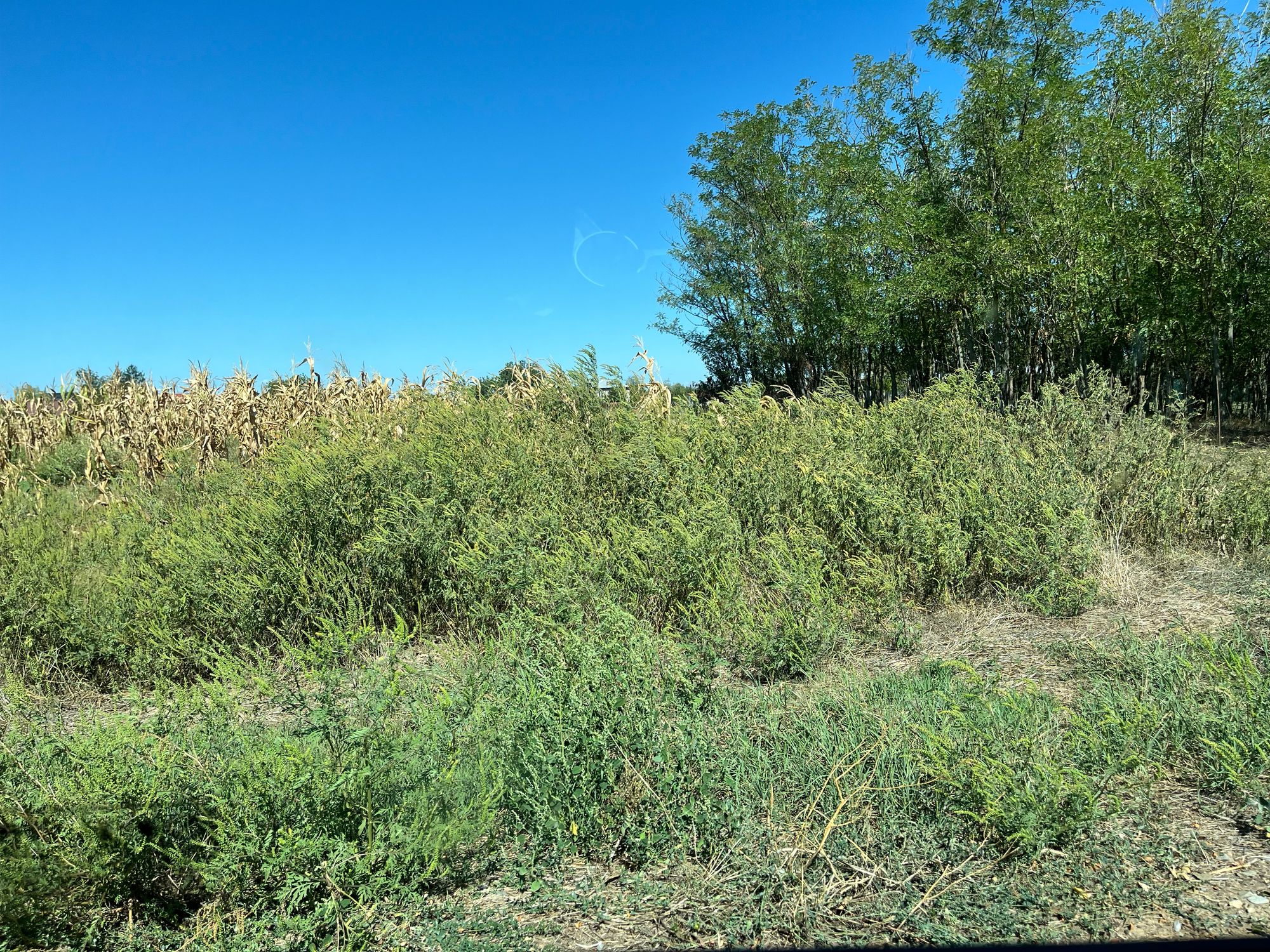 Ambrozie in Bolintin-Deal, Comună Bolintin-deal, Județul Giurgiu - IMG_0650.jpeg