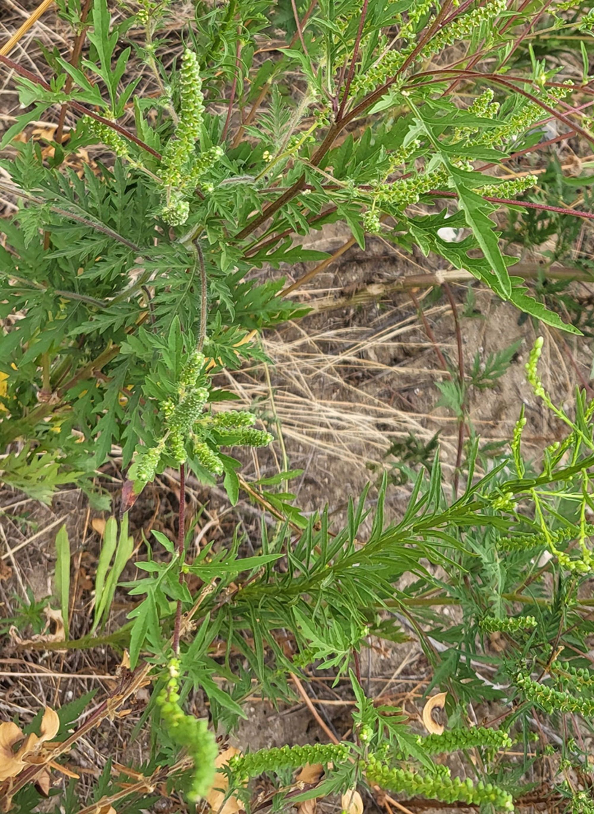 Ambrozie in Strada Emil Racoviță 5, Voluntari, Oraş Voluntari, Județul Ilfov - WhatsApp Image 2025-09-10 at 15.27.21.jpeg