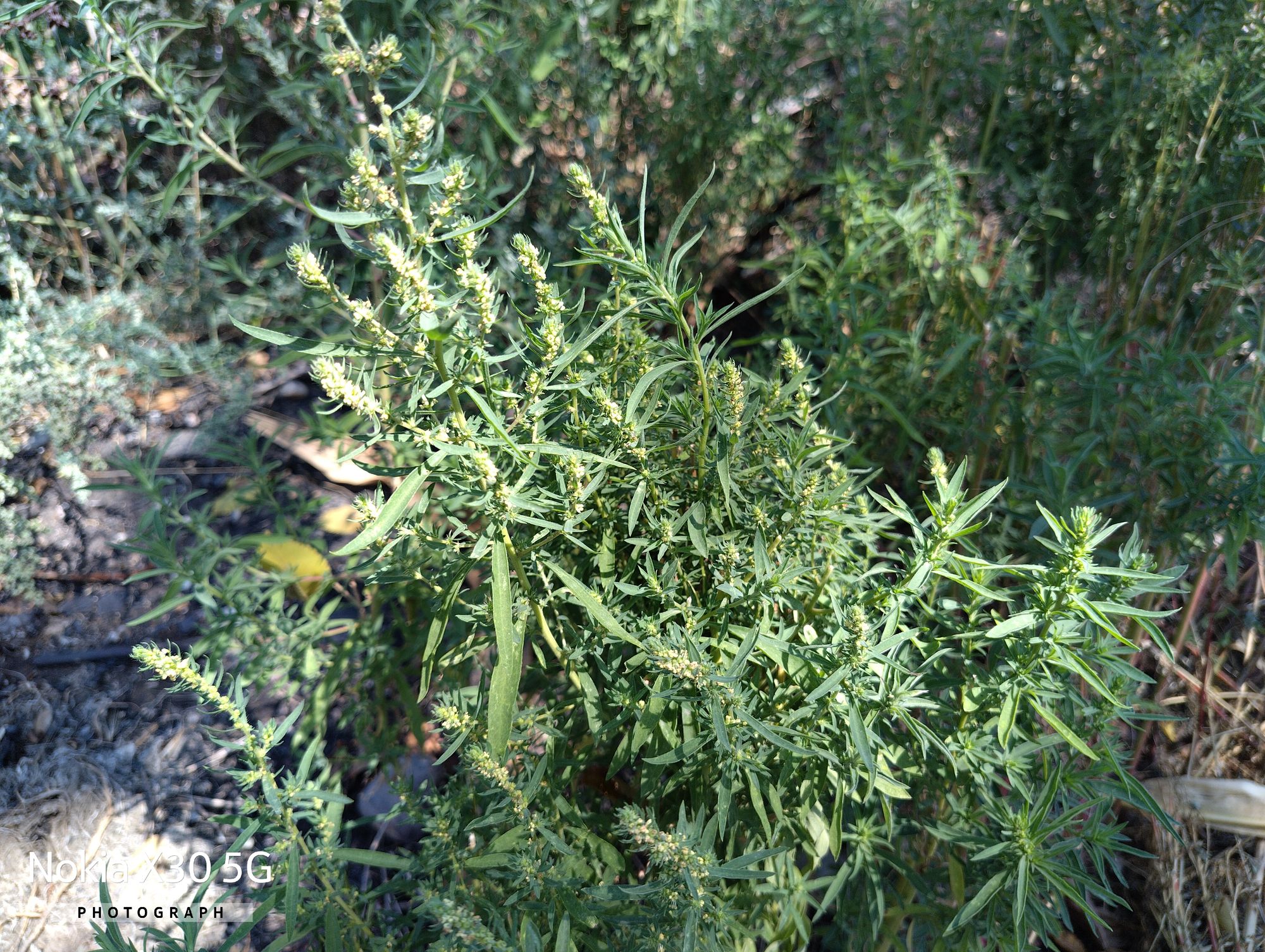 Ambrozie in DN6 31, Drăgănești-Vlașca, Comună Drăgăneşti-vlaşca, Județul Teleorman - IMG_20230812_114604_HDR.jpg