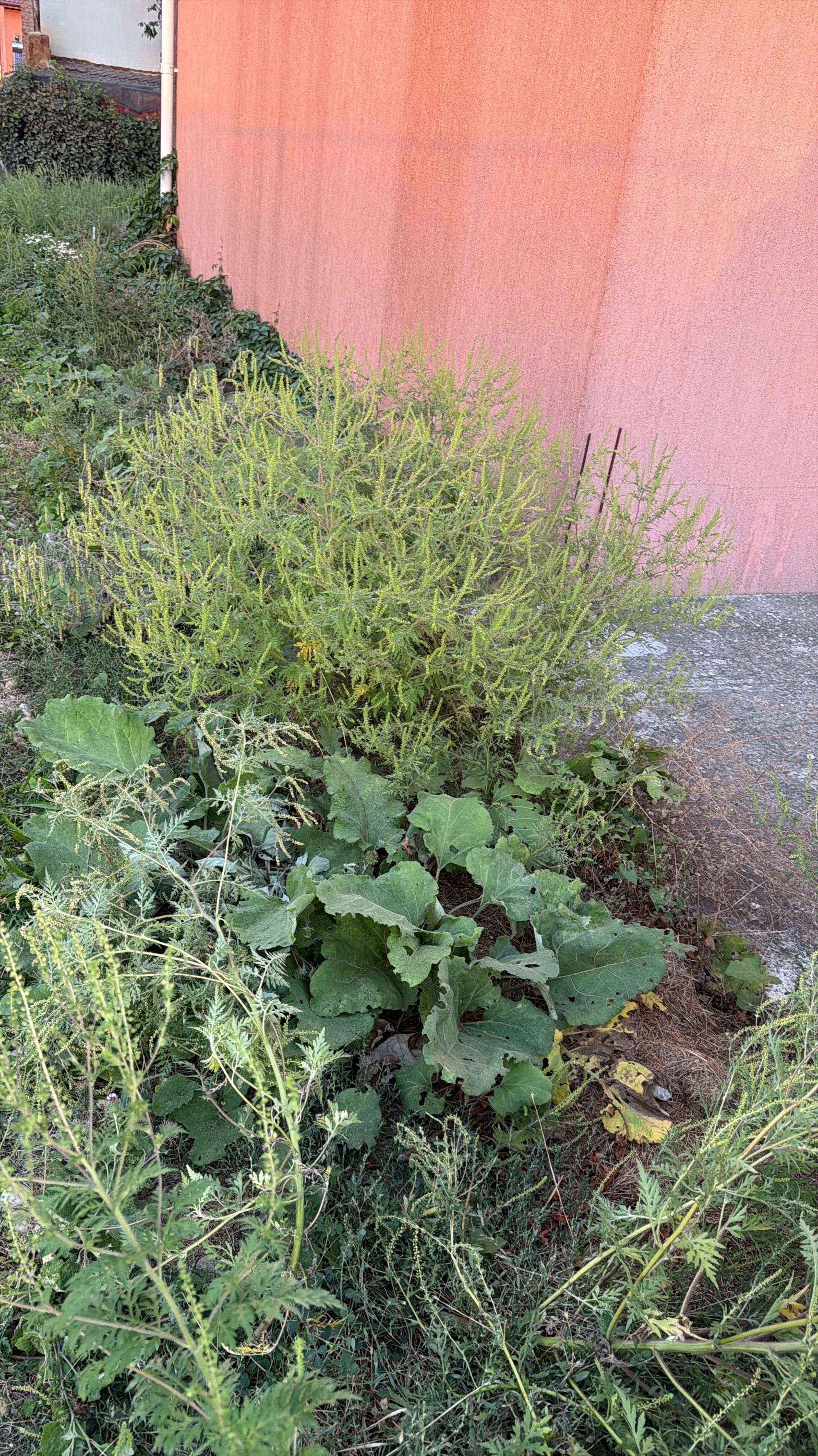 Ambrozie in Belciugatele, Comuna Belciugatele, Județul Călărași - 133DB5E3-60DD-4B80-9B68-A788A1823F86.jpeg