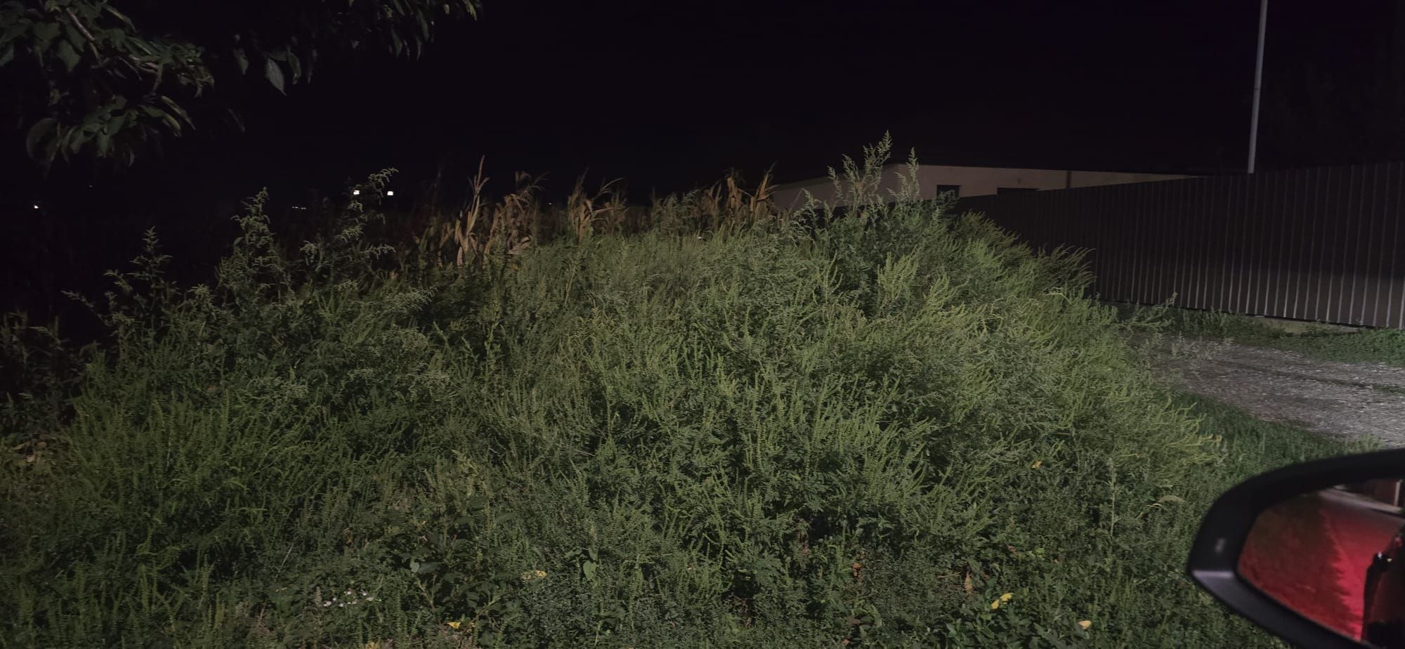 Ambrozie in Lilieci, Comuna Hemeiuș, Județul Bacău - IMG-20250914-WA0024.jpg