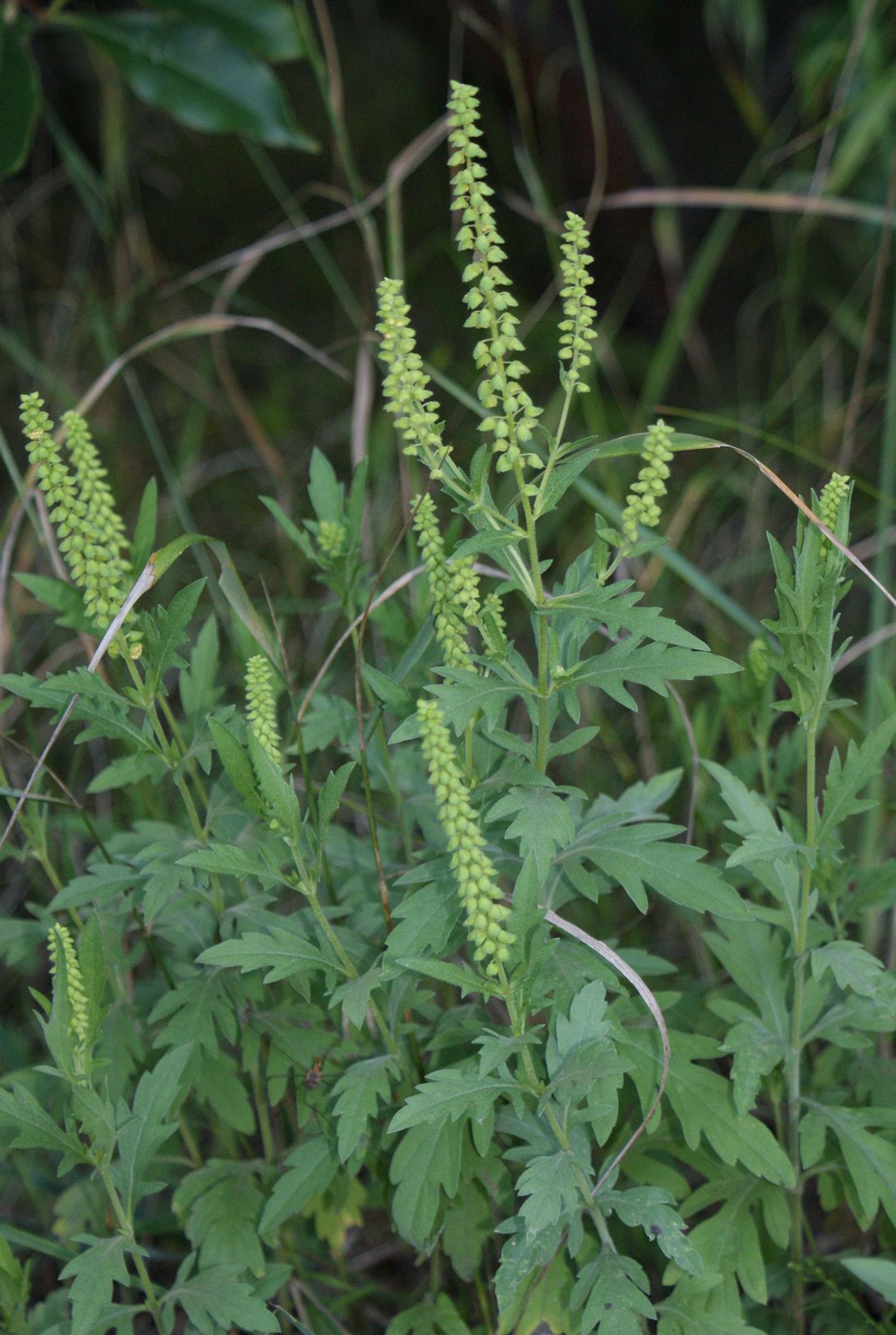 Ambrozie in Strada Dârste 5, București, Municipiul București - IMG_7281.jpeg