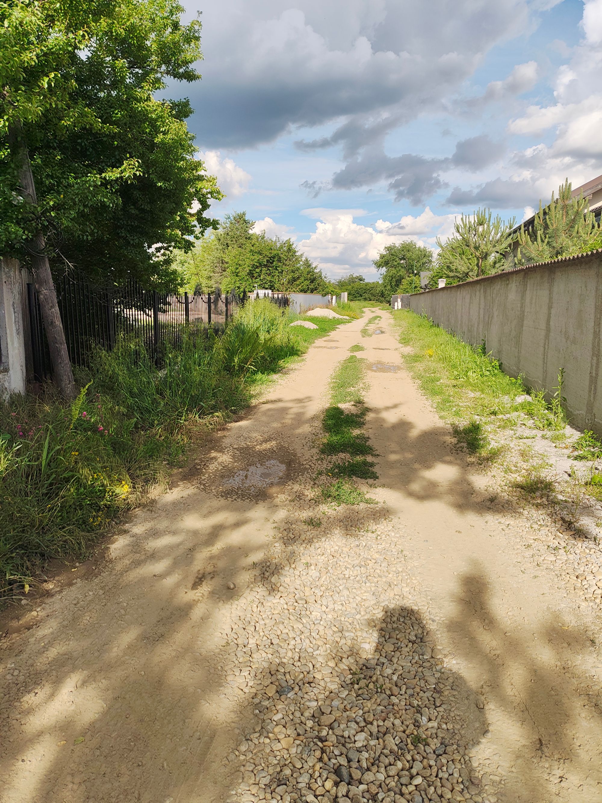 Ambrozie in Strada Stejarului 12C, Țegheș, Comuna Domnești, Județul Ilfov