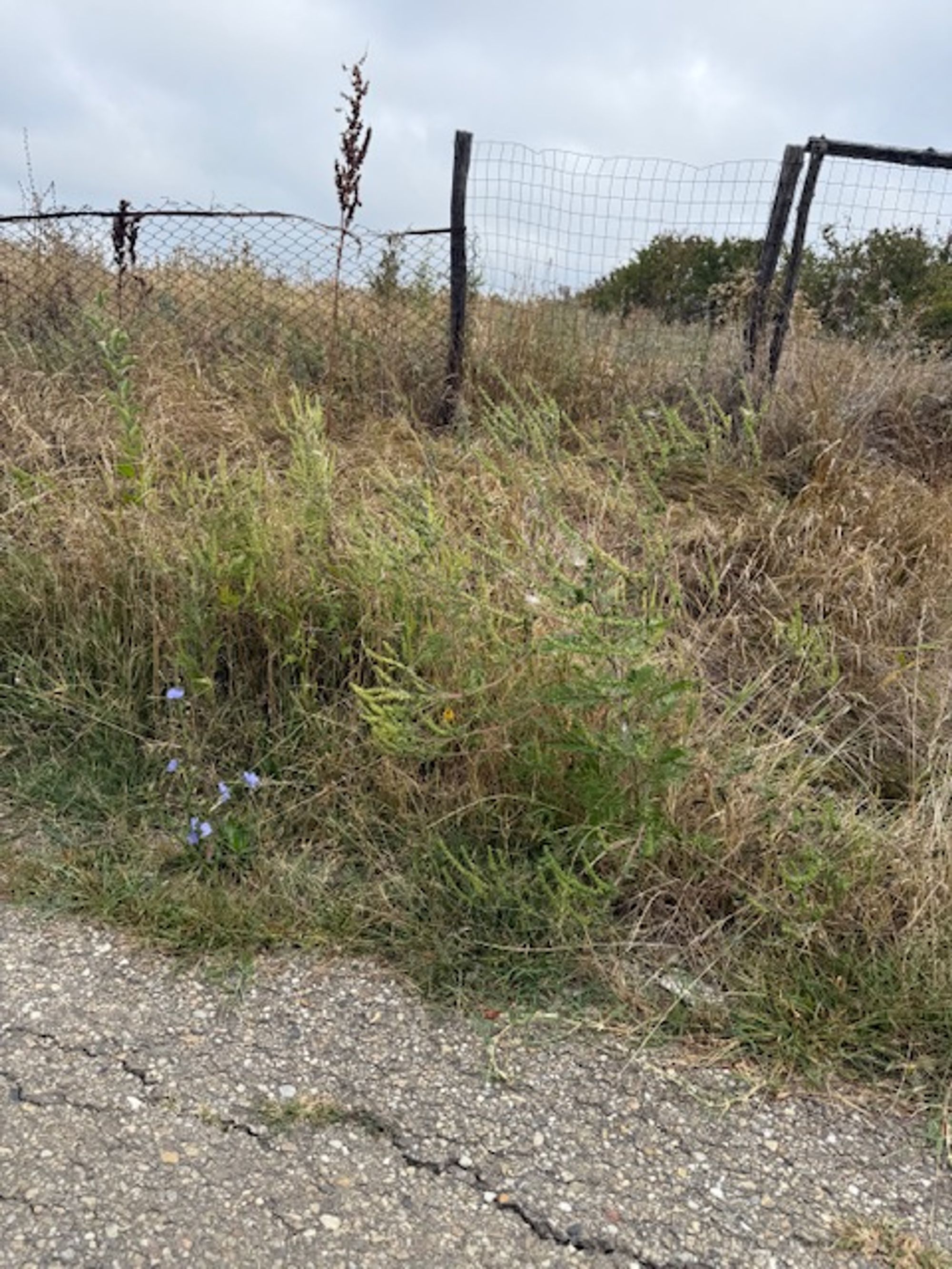 Ambrozie in Mareș, Comuna Albota, Județul Argeș - IMG_1629.jpeg