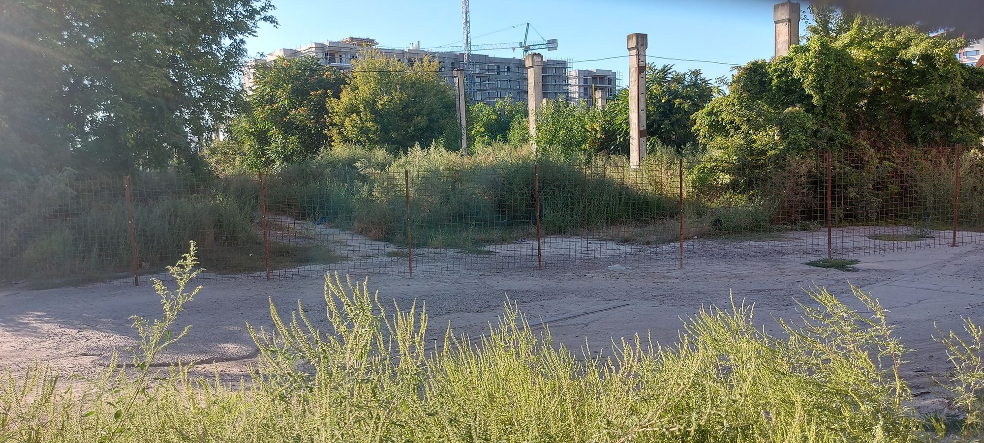 Ambrozie in Strada Tecuci, Nr. 161-163, Galați, Municipiu Galați, Județul Galați