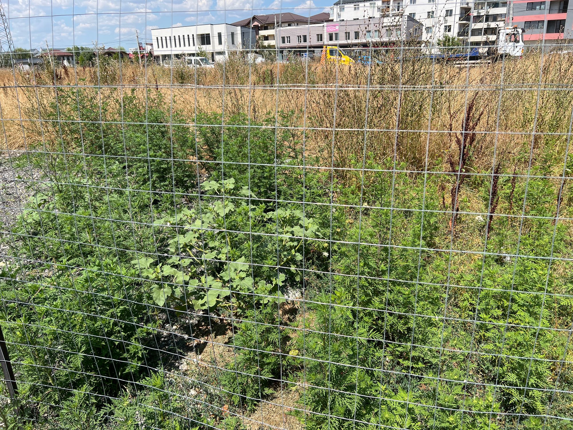 Ambrozie in Strada Acvilei 4, Roșu, Comuna Chiajna, Județul Ilfov
