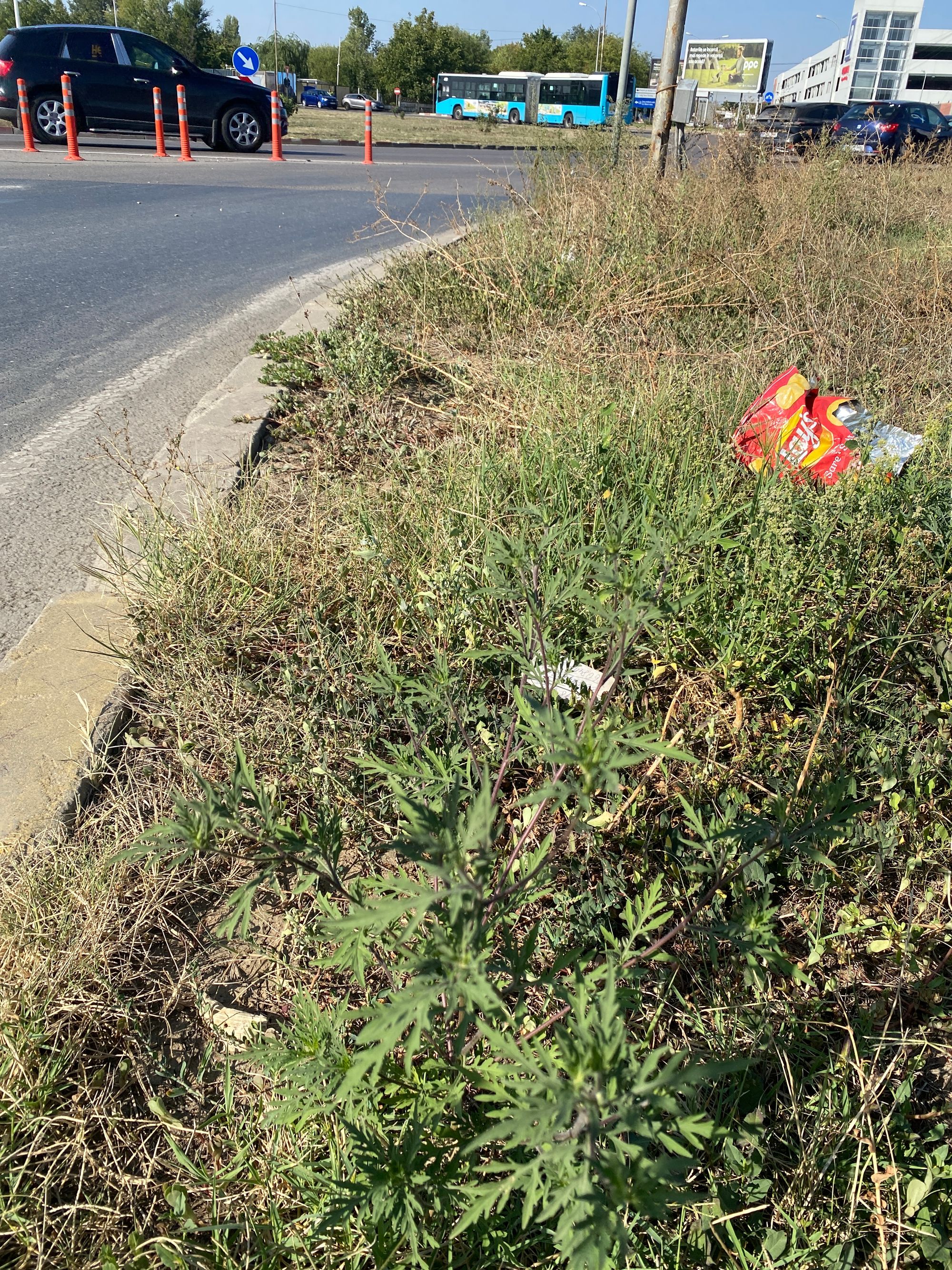 Ambrozie in Strada Sulfinei 3, Otopeni, Oraş Otopeni, Județul Ilfov - image.jpg