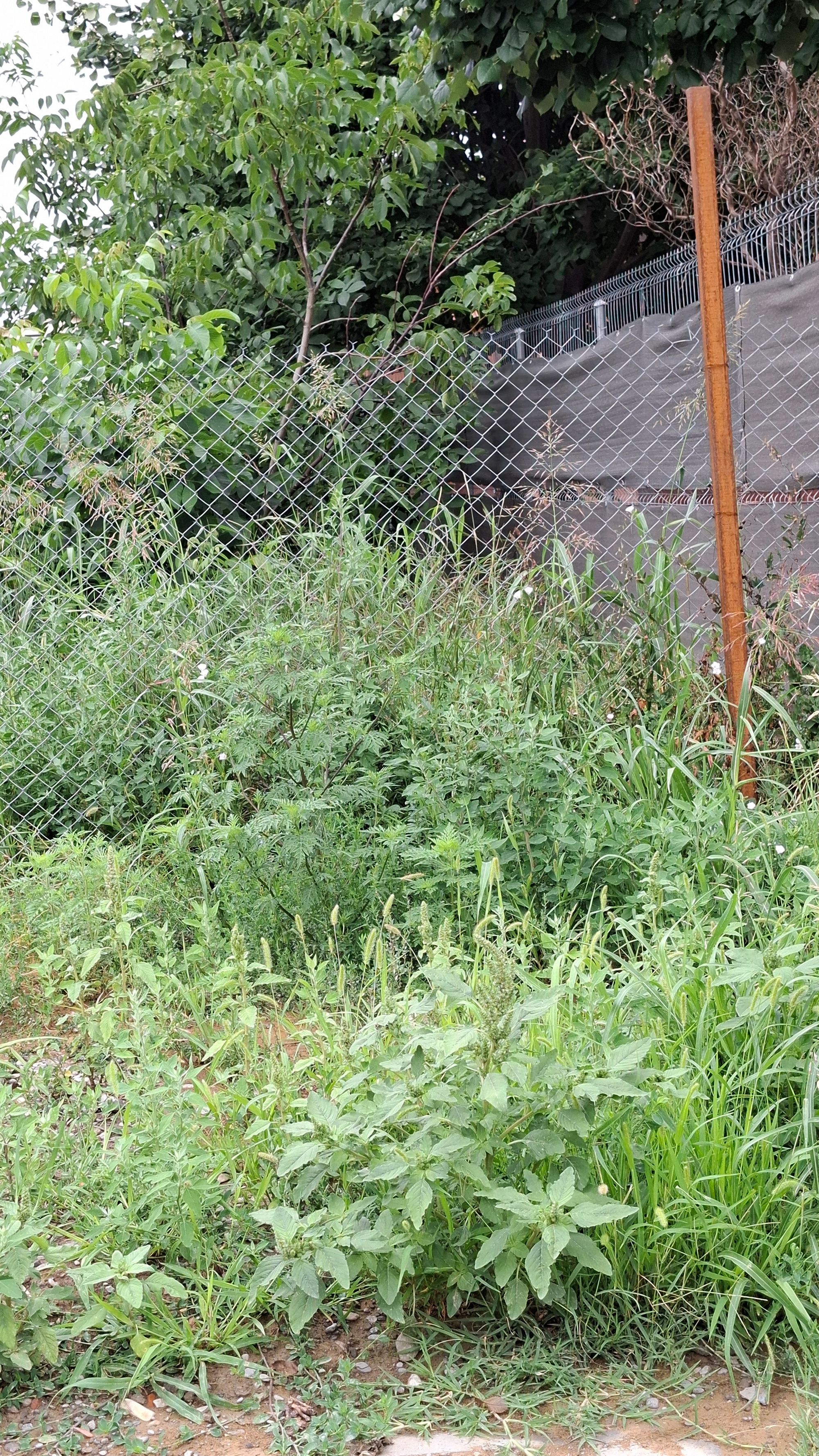 Ambrozie in Strada Costea Vodă 76, Valea Adâncă, Comuna Miroslava, Județul Iași
