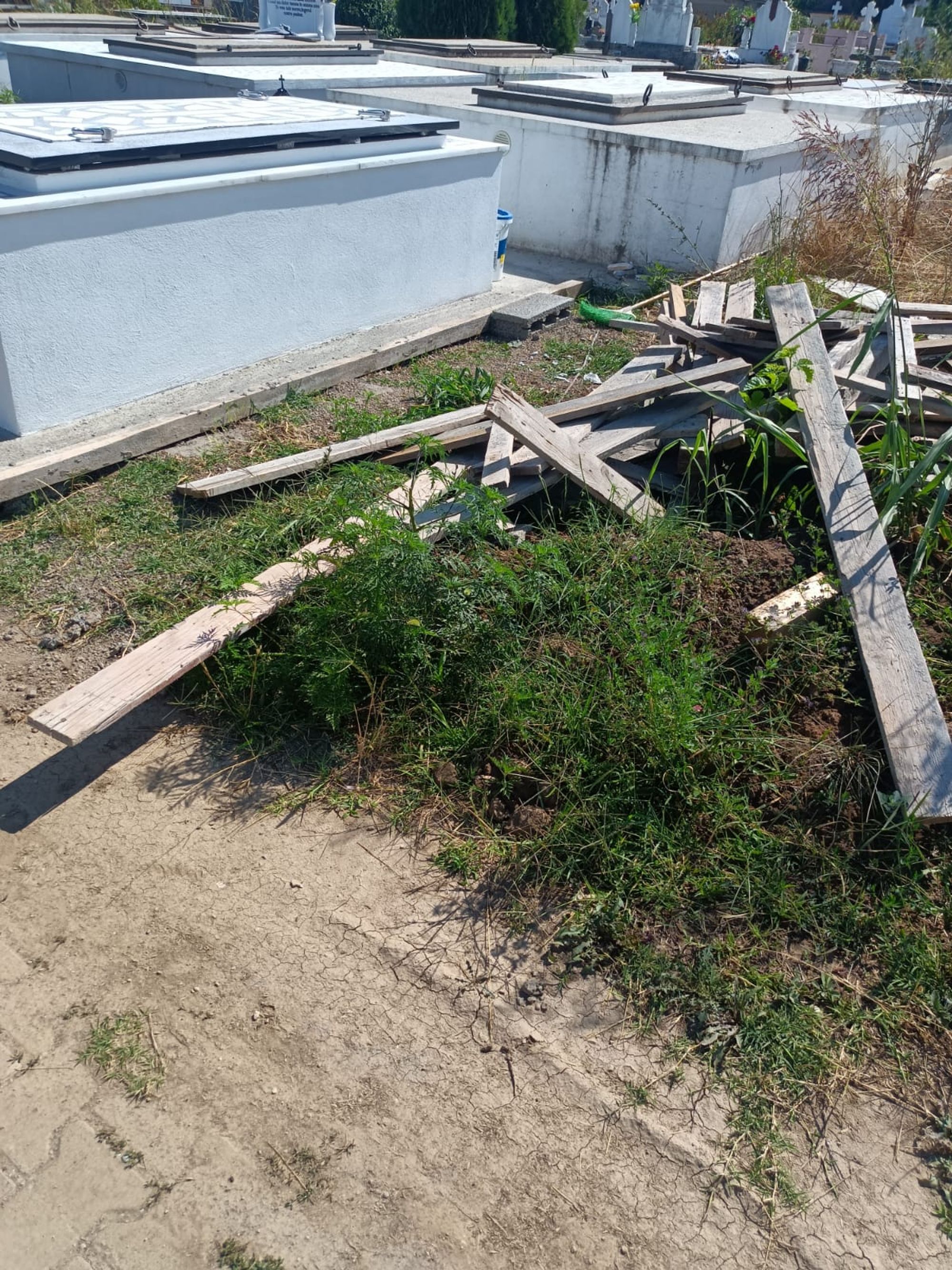Ambrozie in Strada Primăverii 42, Bolintin-Deal, Comună Bolintin-deal, Județul Giurgiu