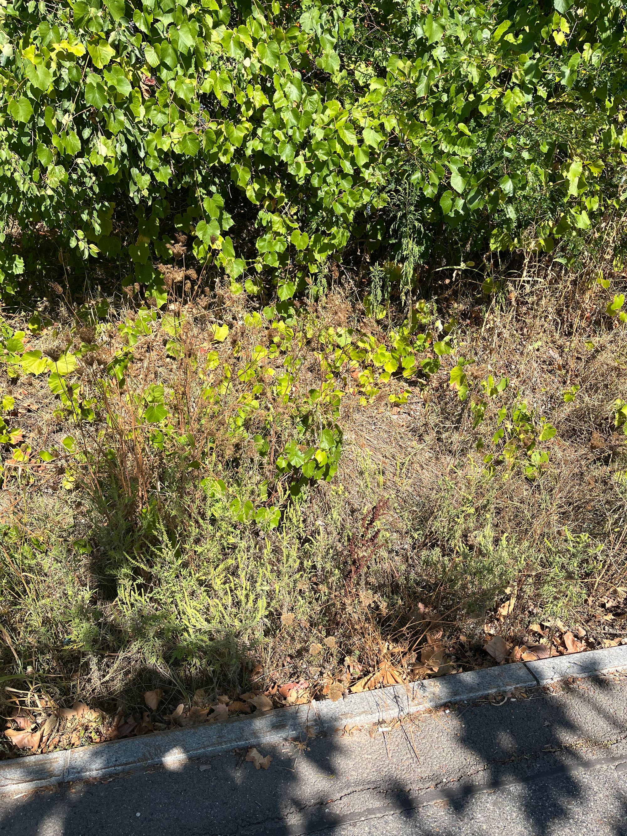 Ambrozie in Șoseaua Gheorghe Ionescu Sisești 6-8, București, Municipiul București - IMG_5955.jpeg