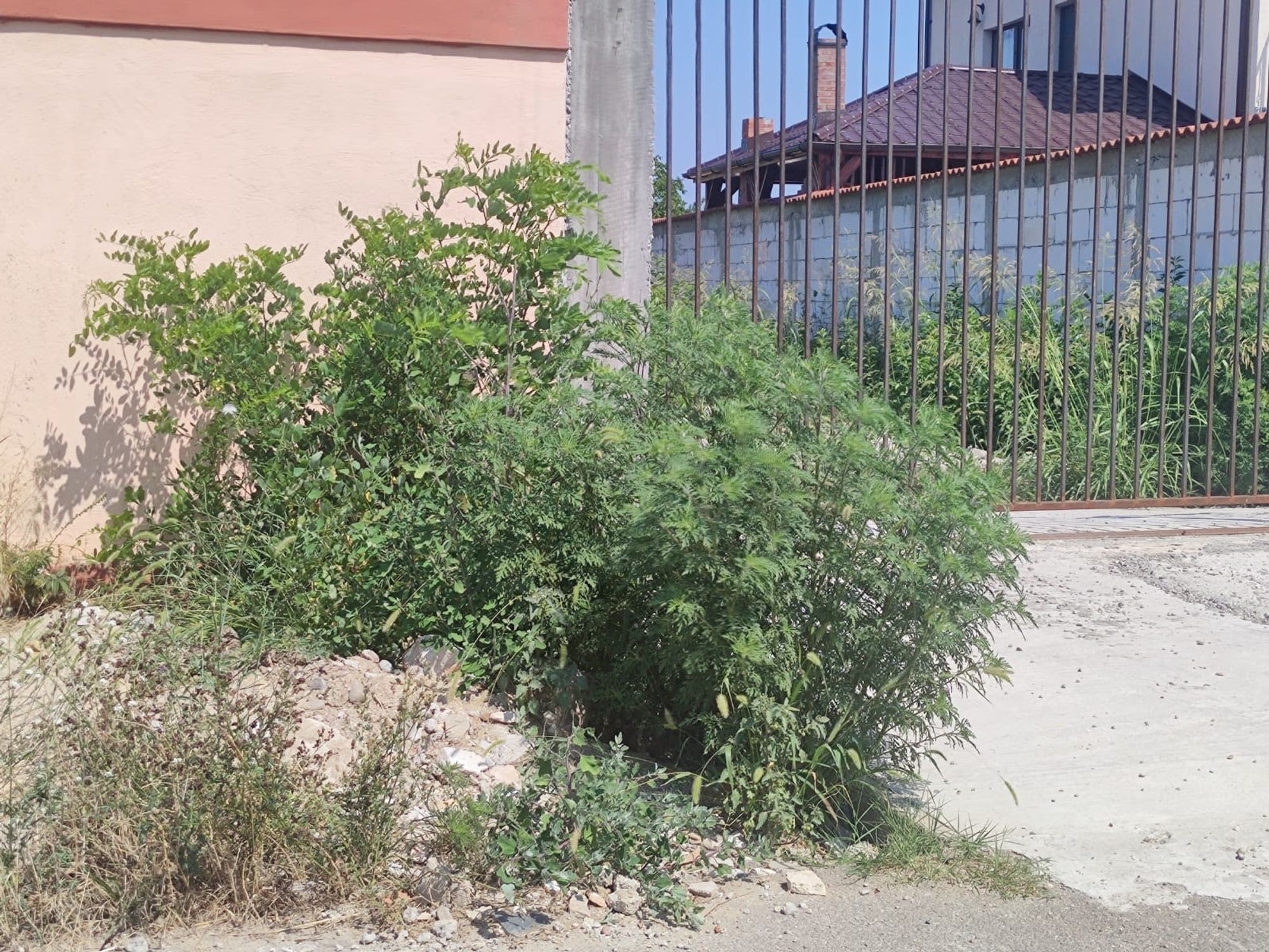 Ambrozie in Strada Fortului 198, Olteni, Comuna Clinceni, Județul Ilfov - WhatsApp Image 2023-07-24 at 15.43.38.jpeg