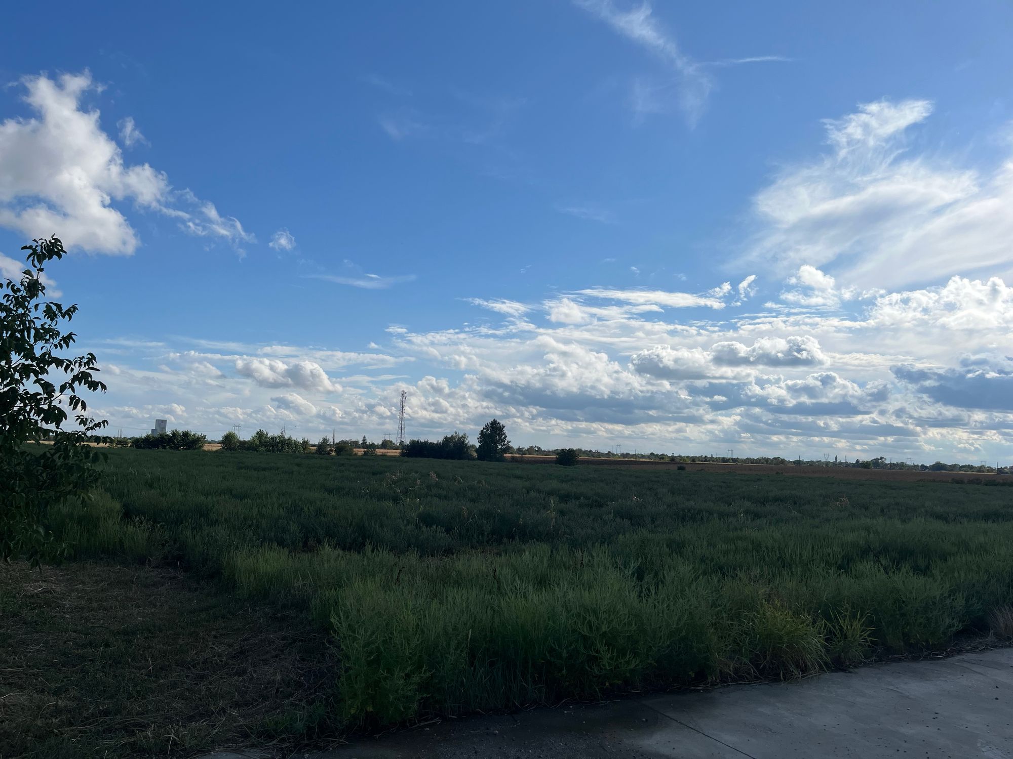 Ambrozie in Bolintin-Deal, Comună Bolintin-deal, Județul Giurgiu - IMG_0569.jpeg